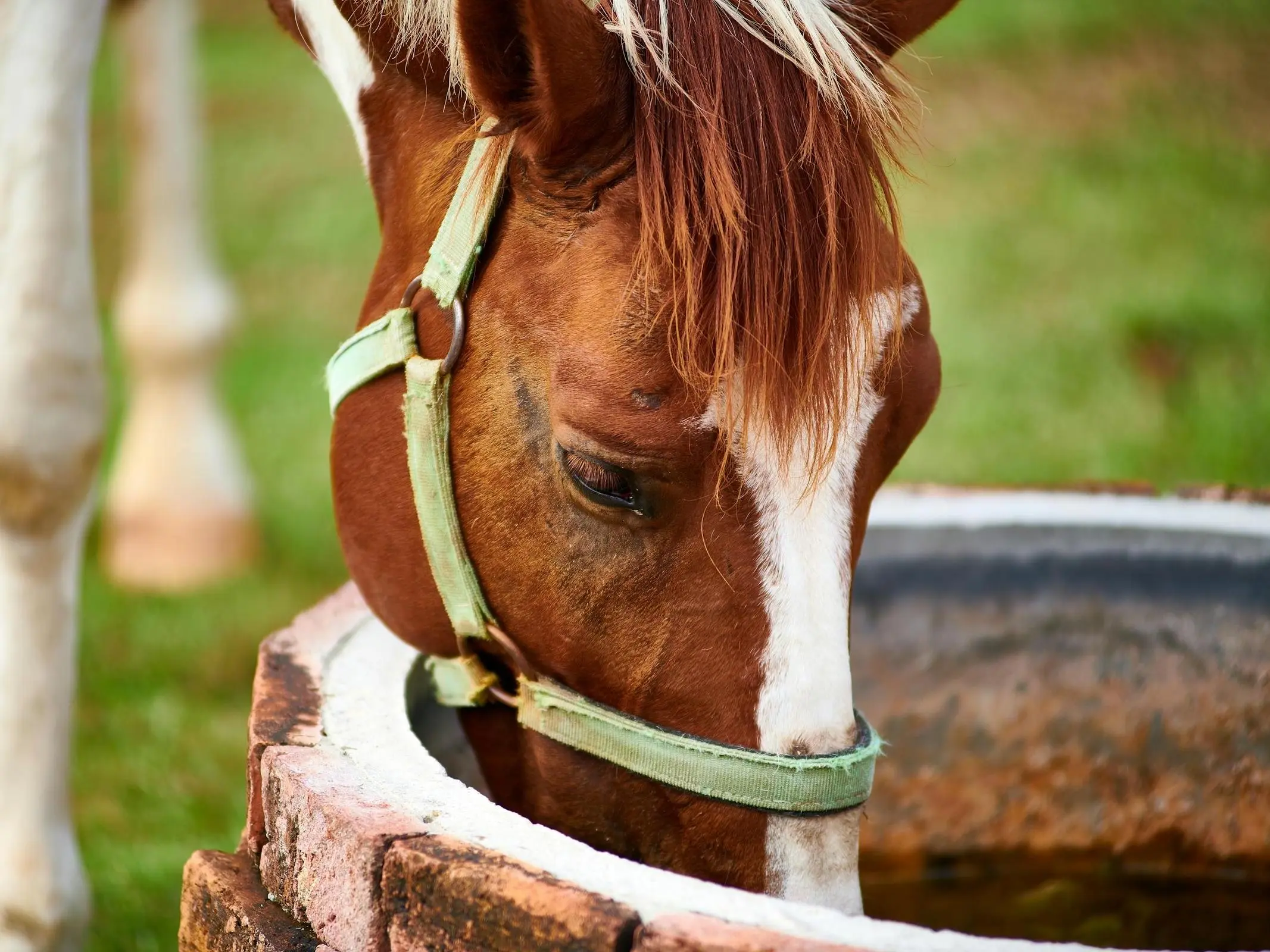 Horse Drinking