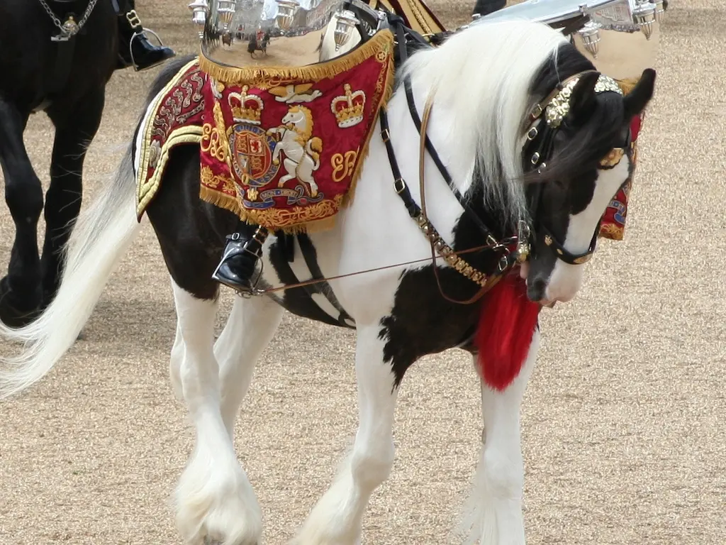 English Drum Horse in full regalia on parade