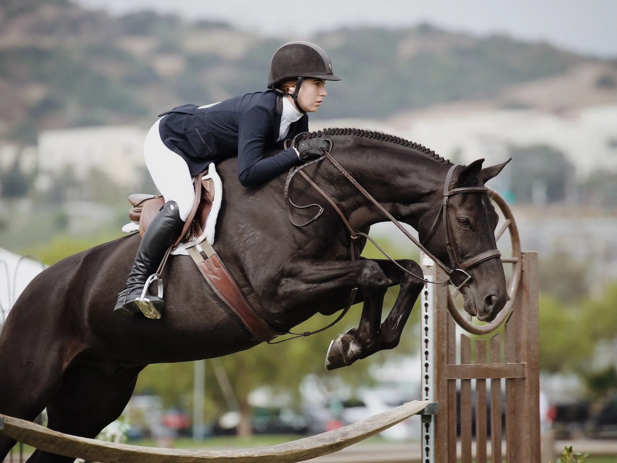 Horse jumping a fence