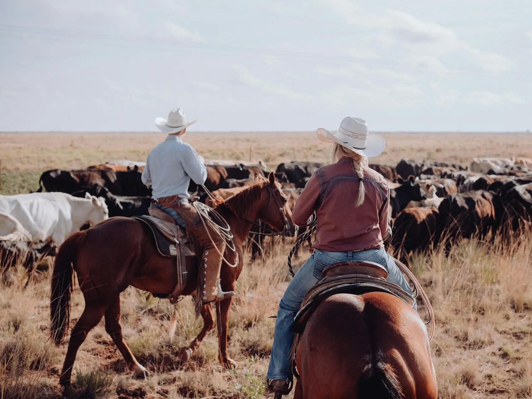 Man a woman on horseback herding cows