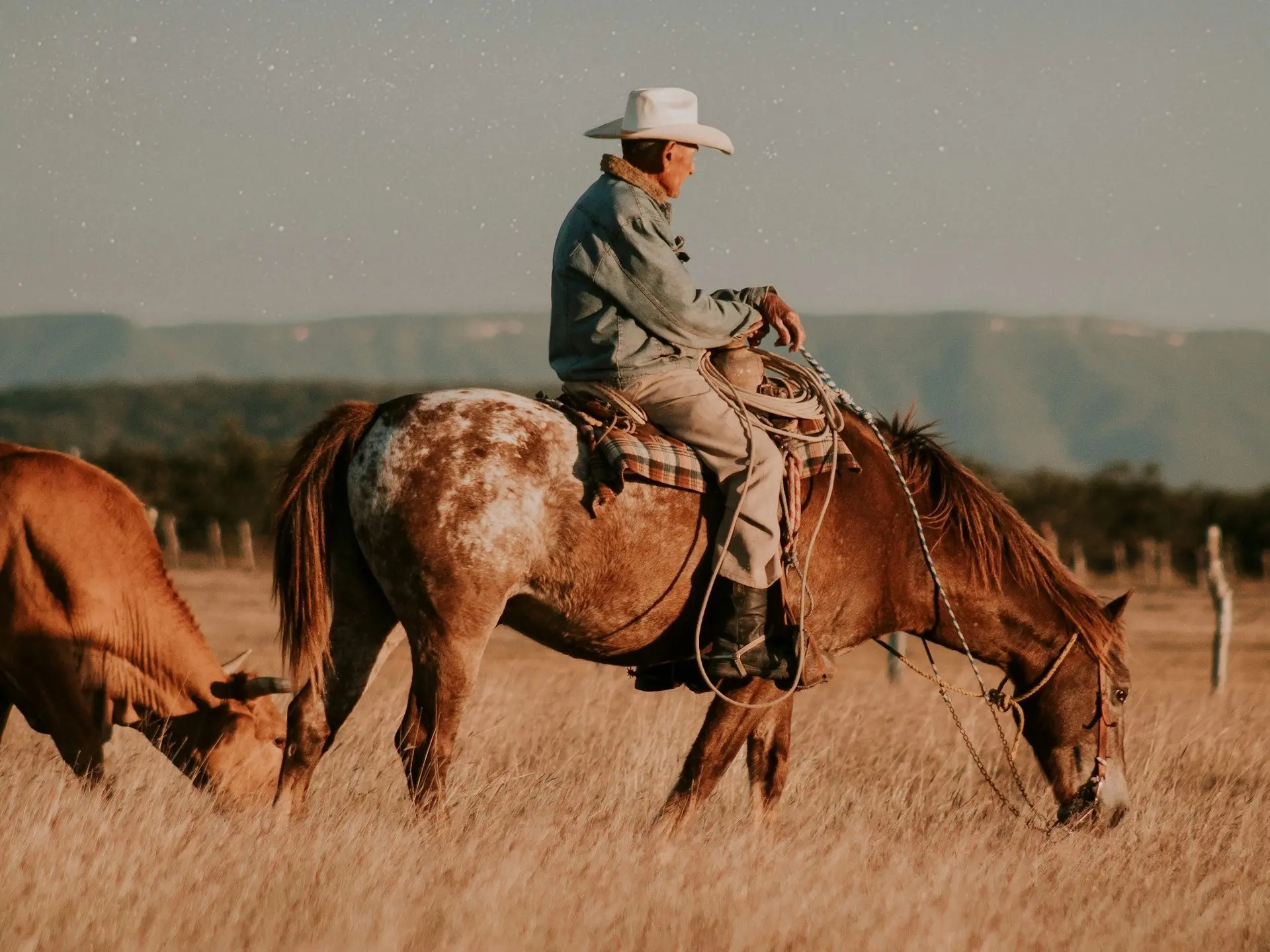 Man sitting on a horse