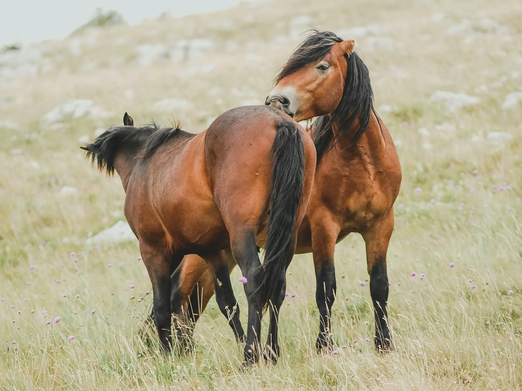 Dulbeg Horse