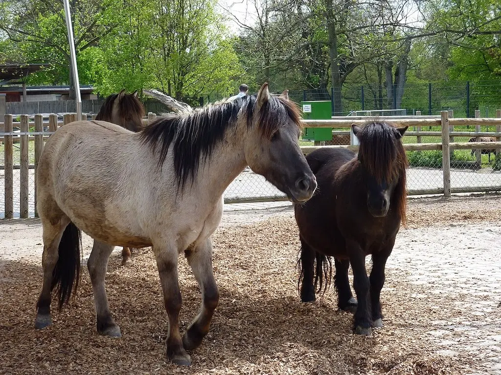 Dülmen Pony 