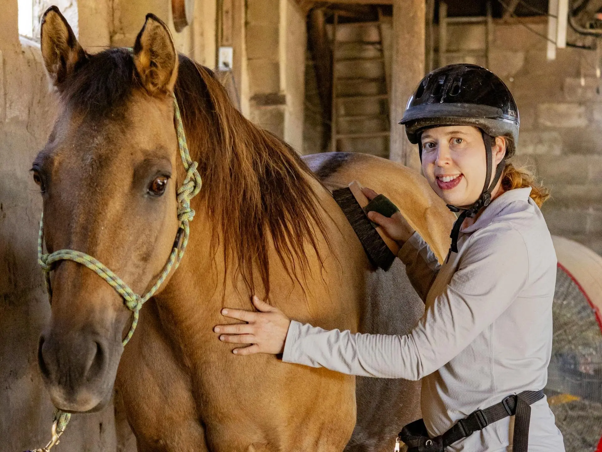 Dun Horse Coat Color Dilution Gene - The Equinest