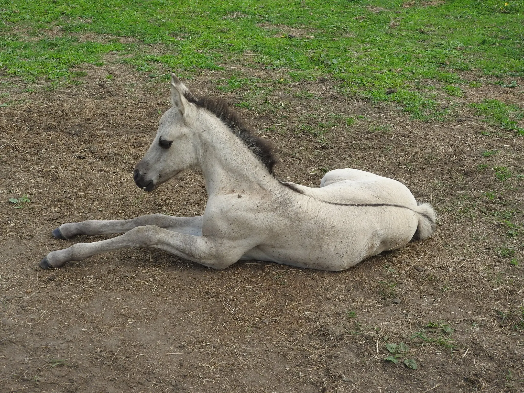 Dun dorsal stripe