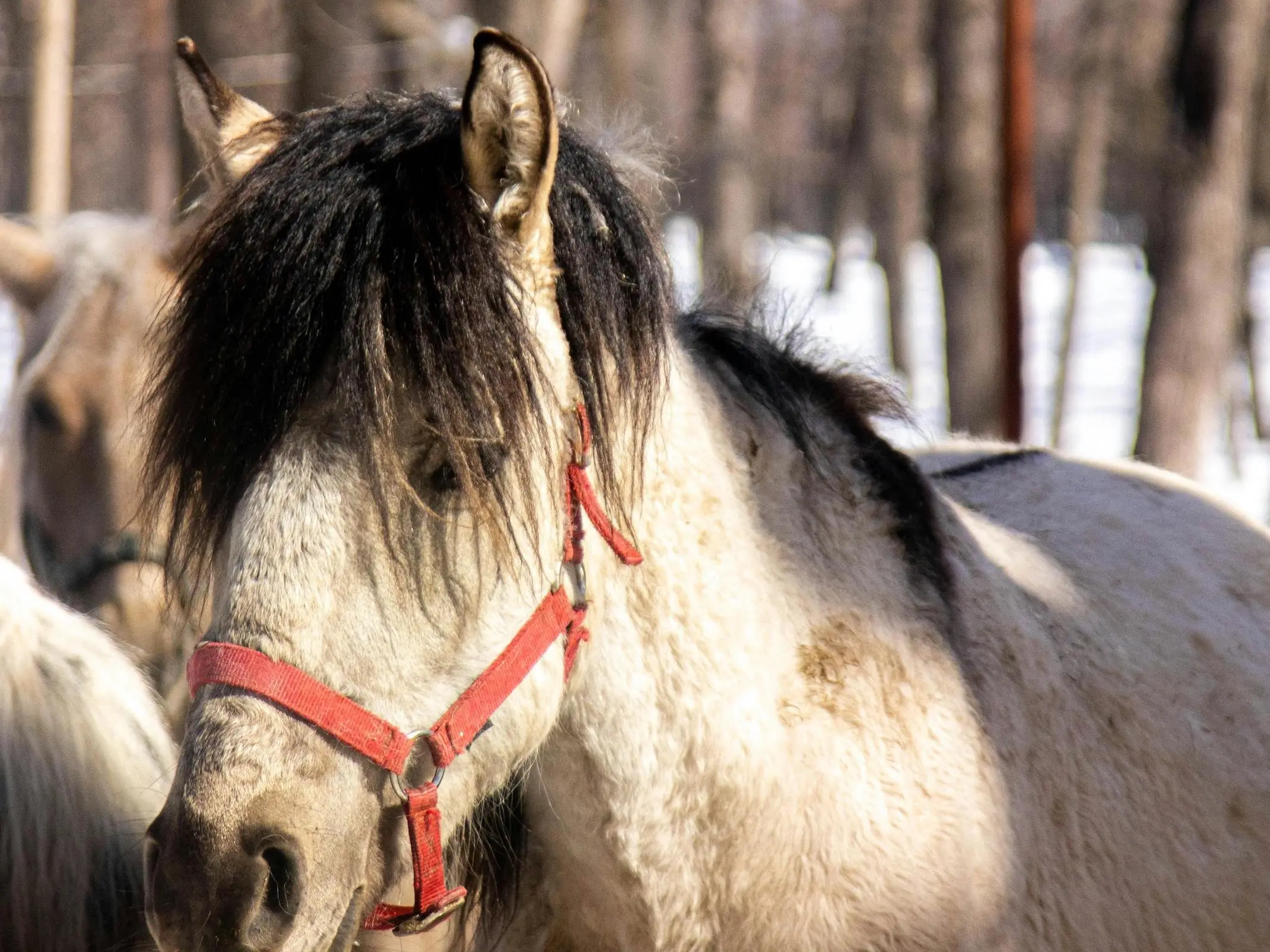 Dun dorsal stripe