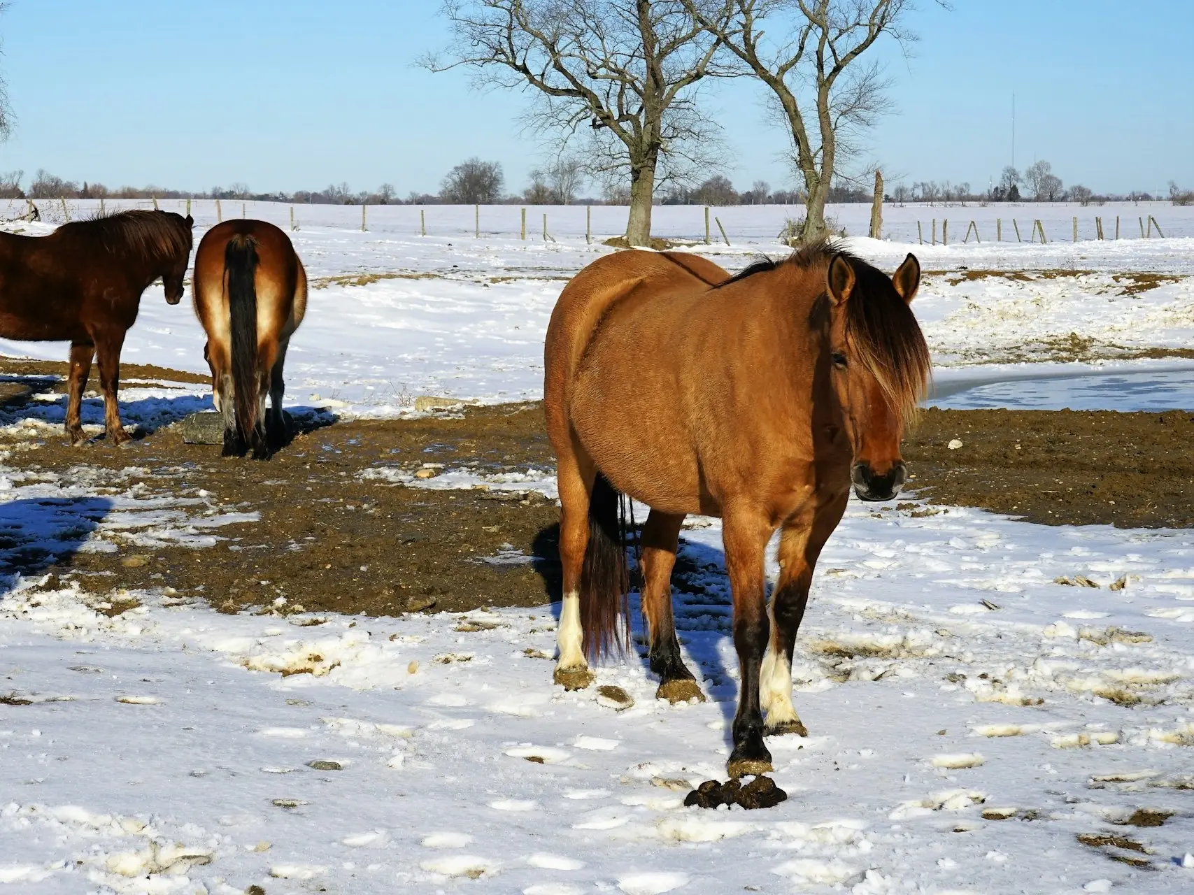 Dun dorsal stripe