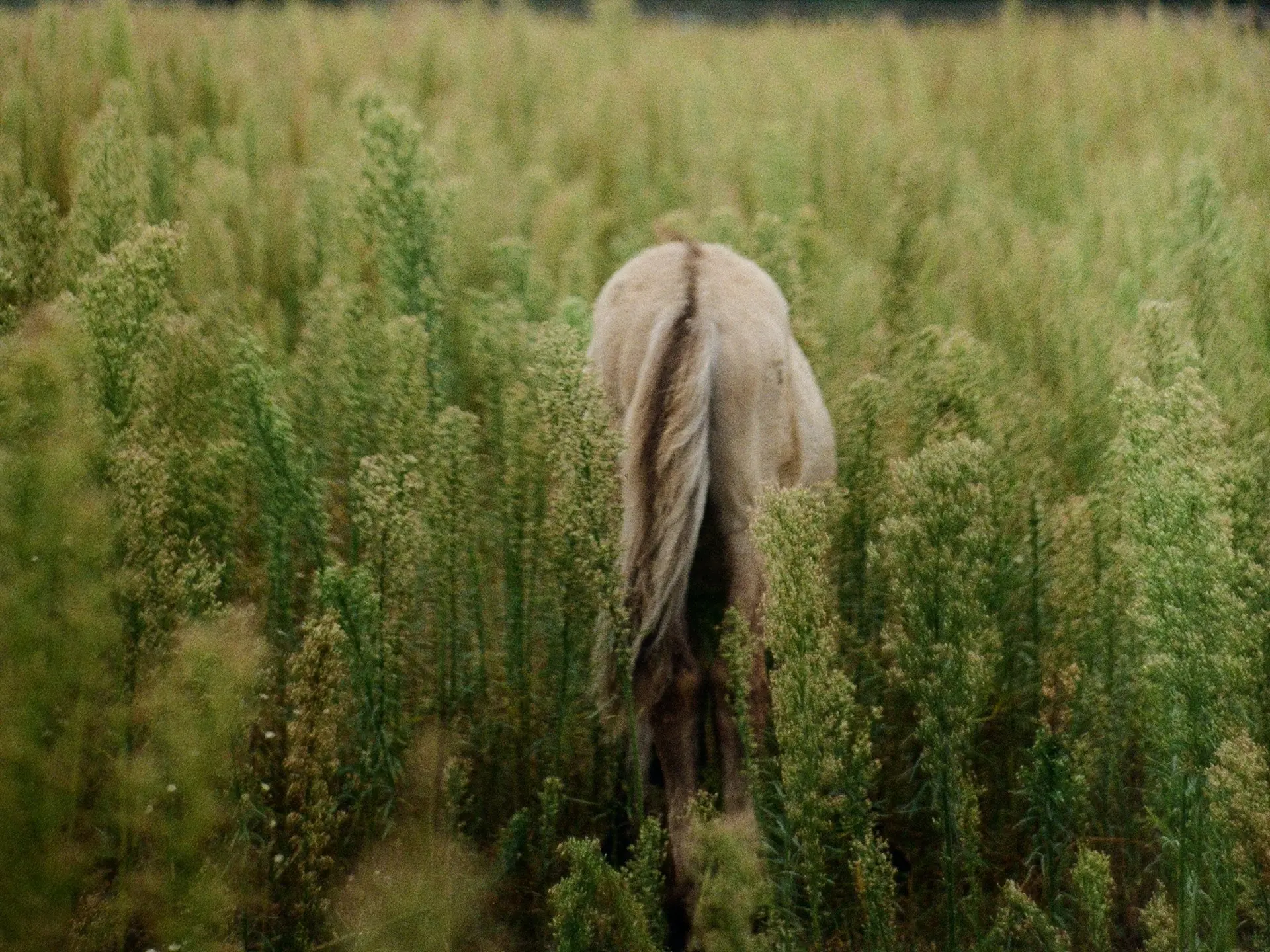 Dun dorsal stripe