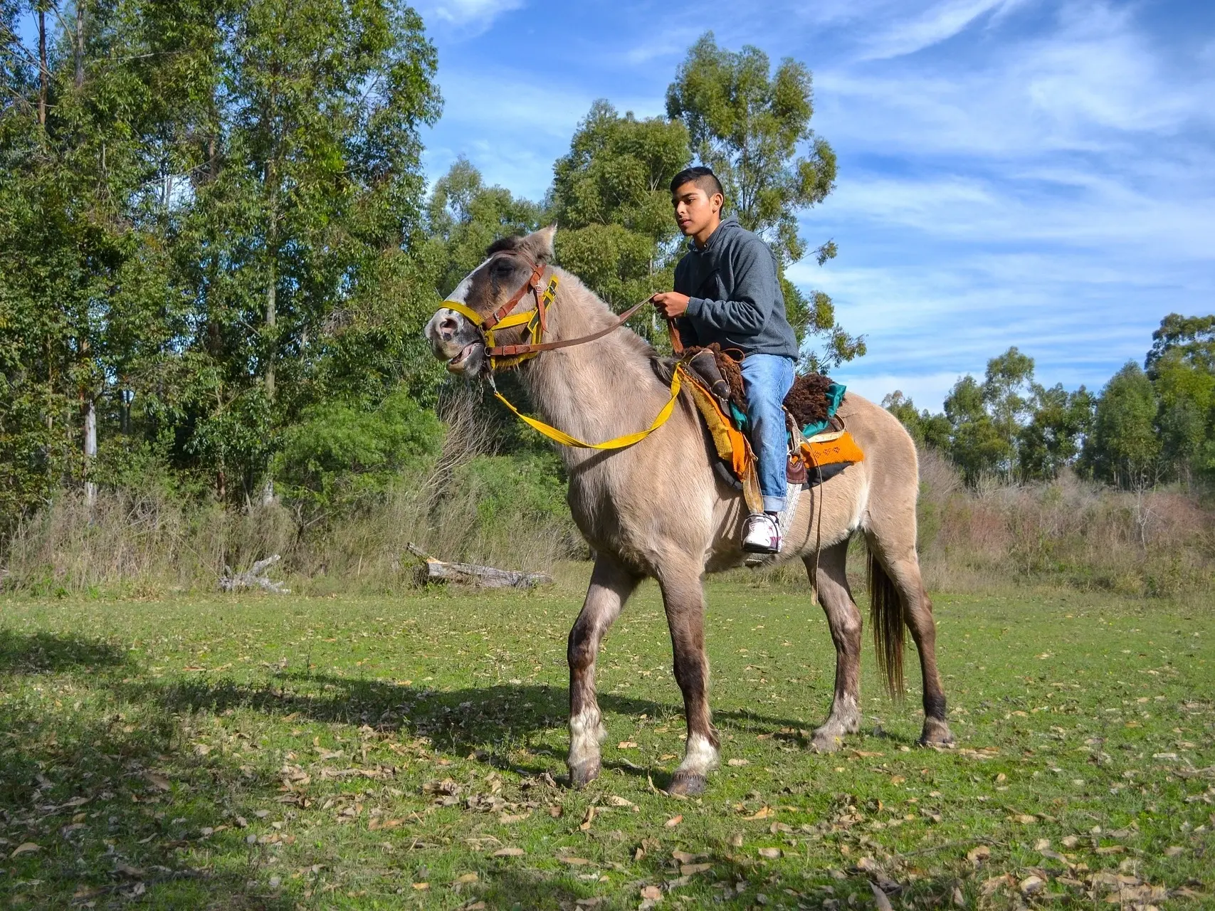 Grullo horse