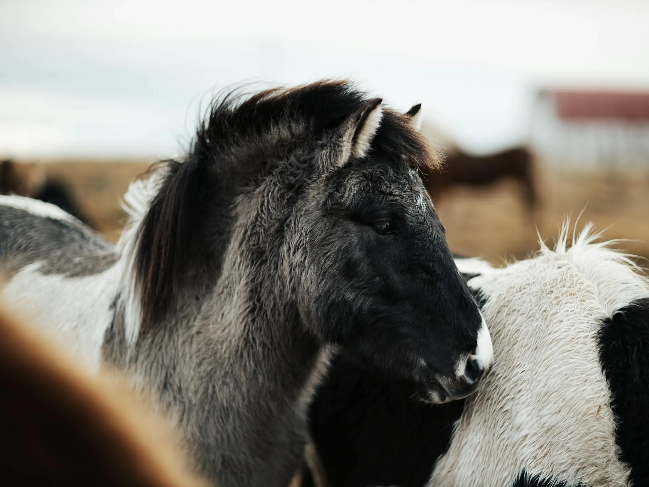 Pinto dun horse