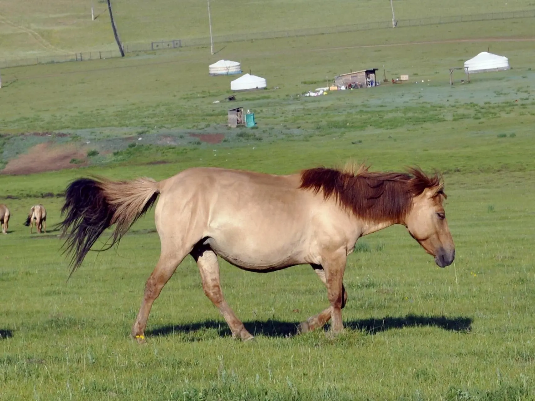 Red dun horse