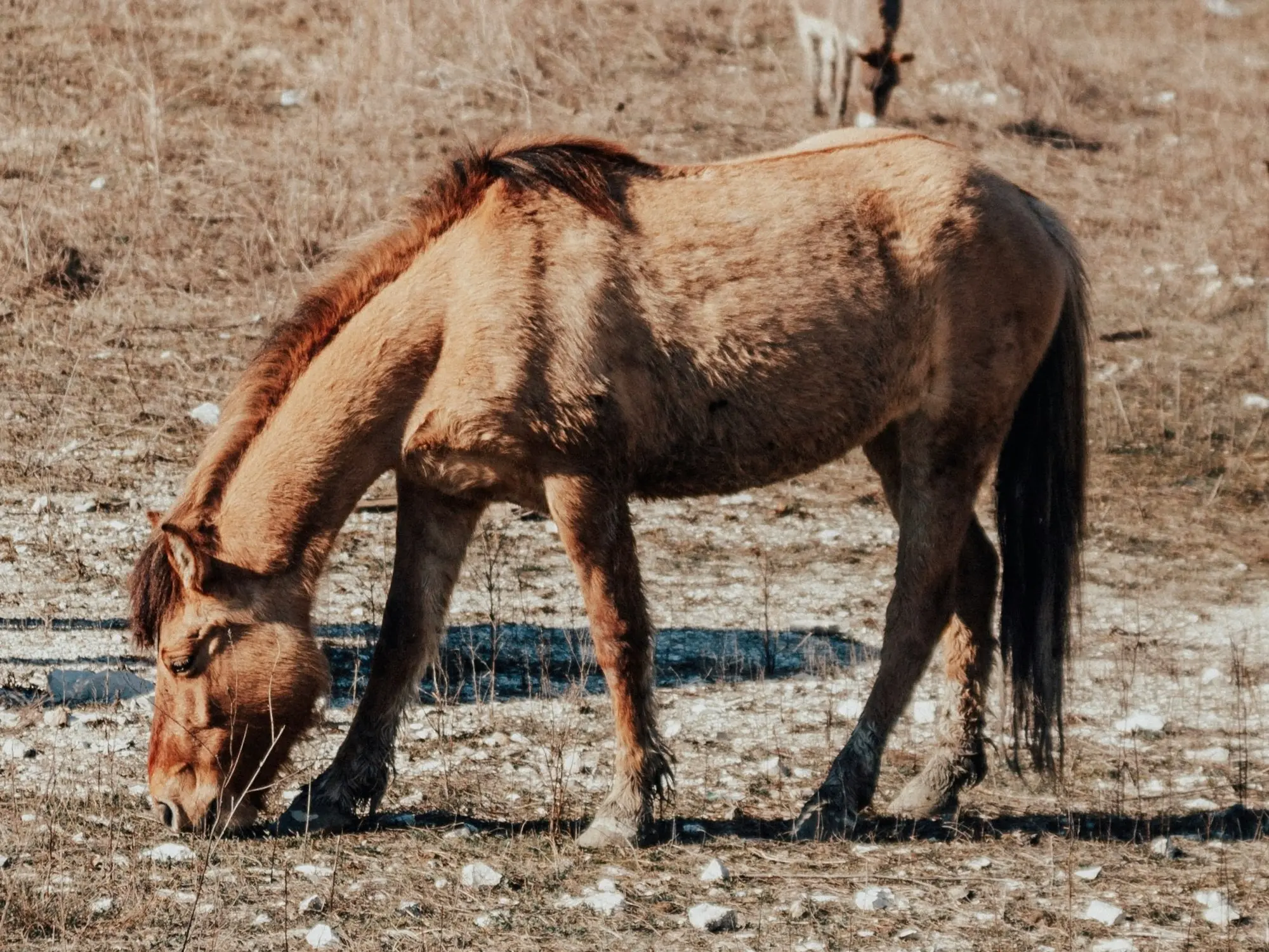 Red dun horse