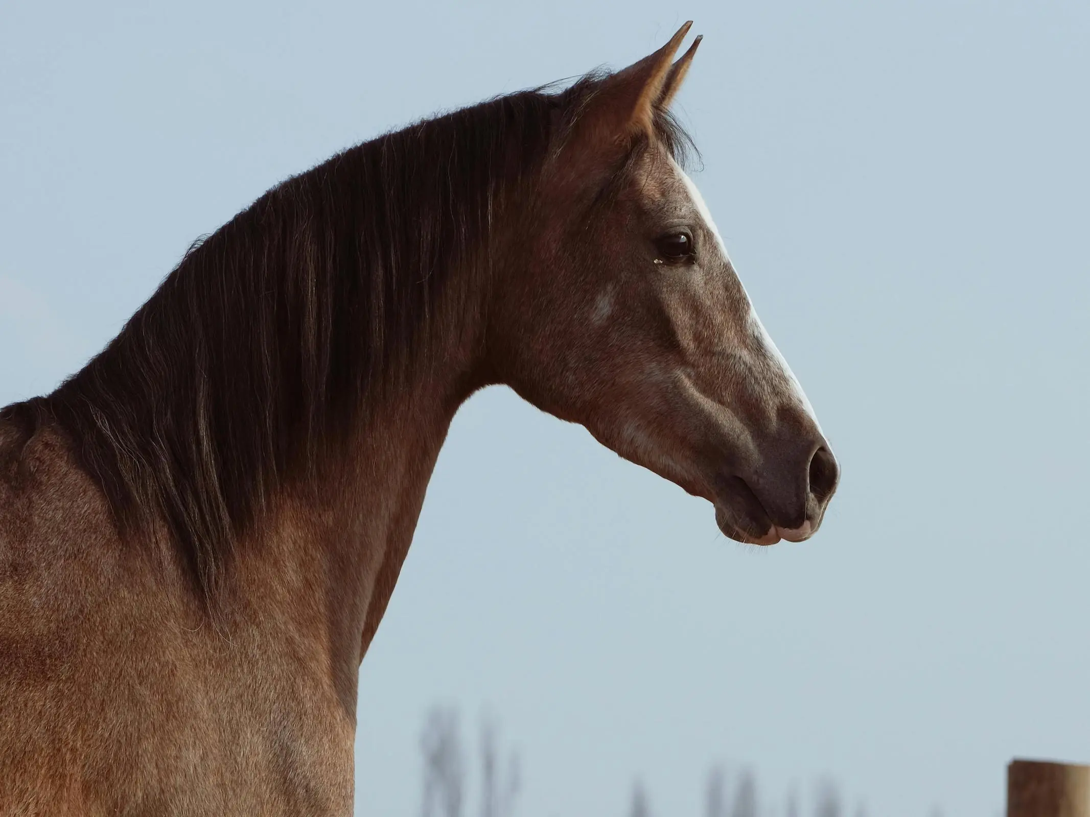 Roan dun horse