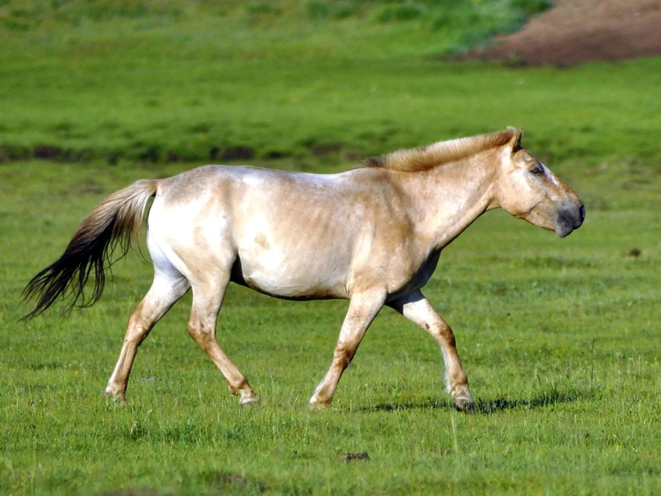 Roan dun horse