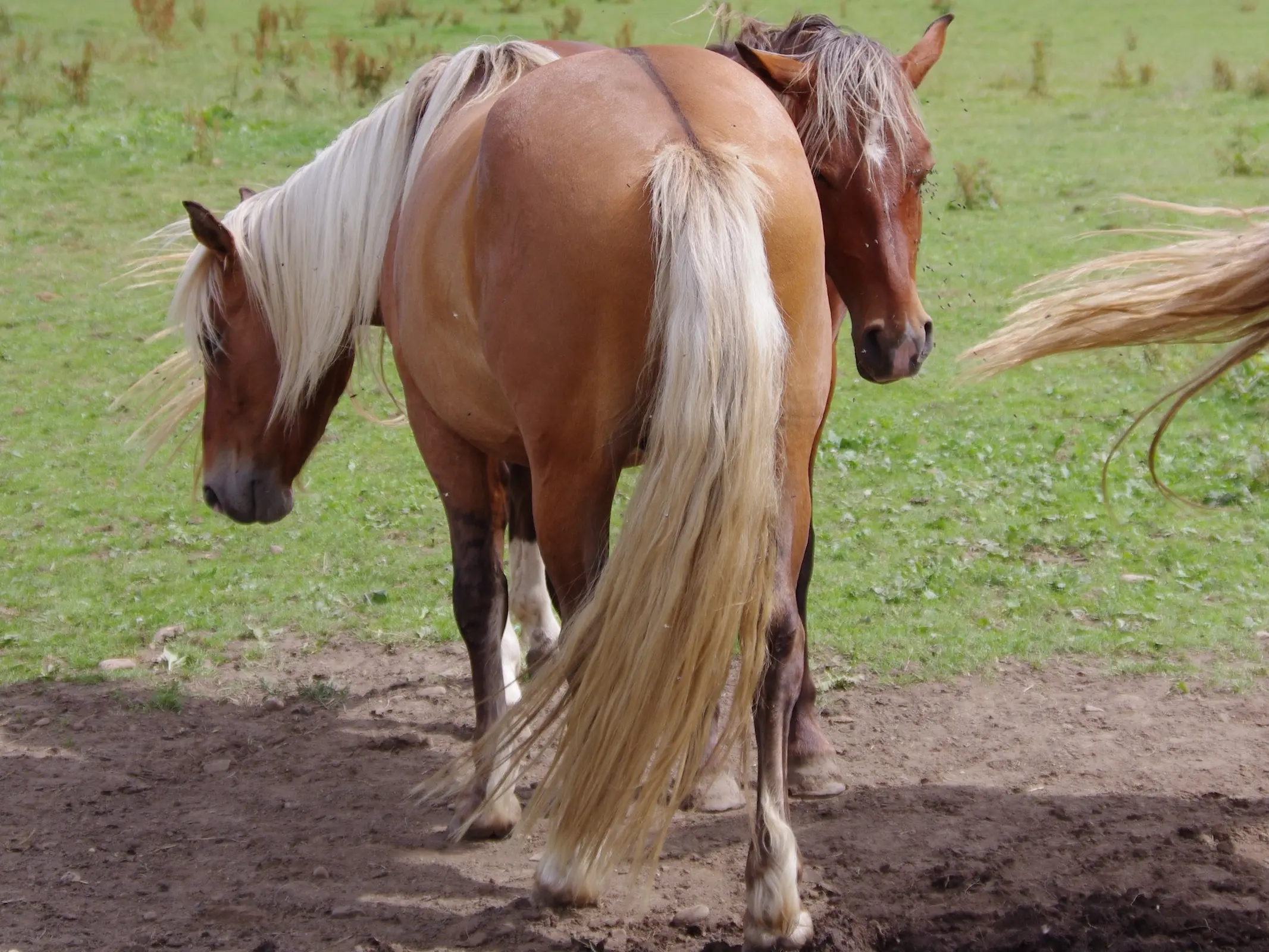 Dun Horse Coat Color Dilution Gene - The Equinest