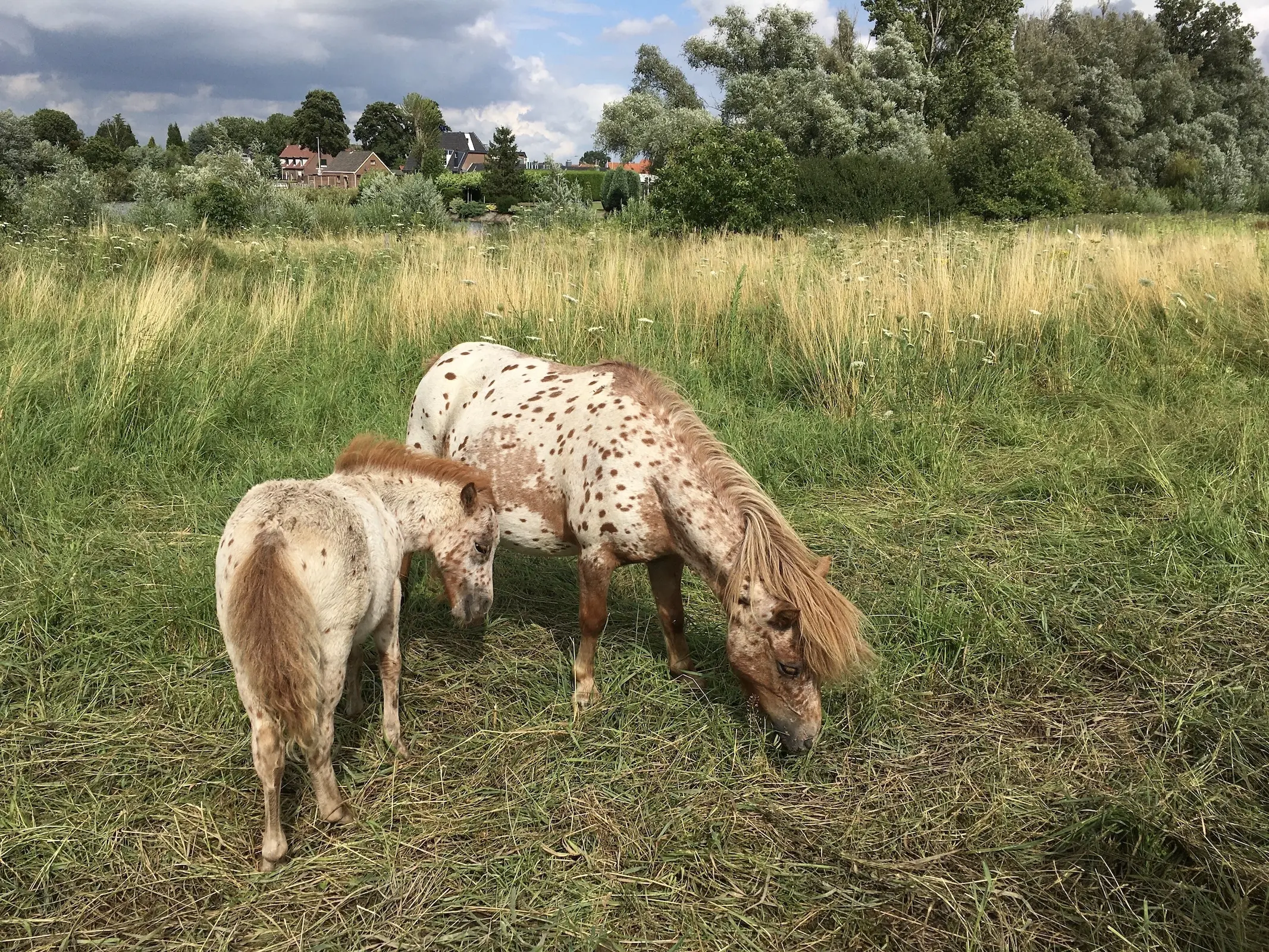 Nederlands Appaloosa Pony