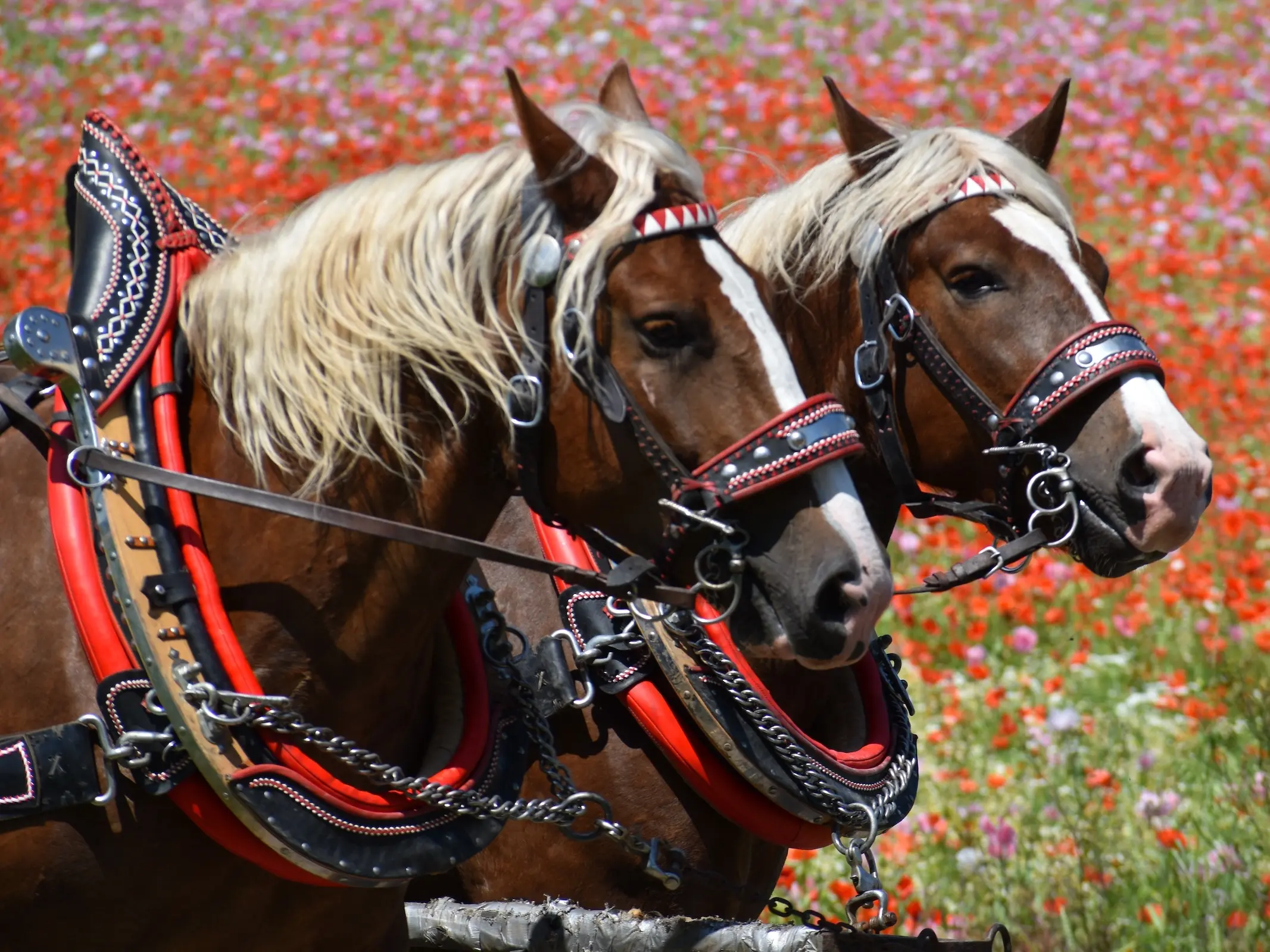 Dutch Draft Horse