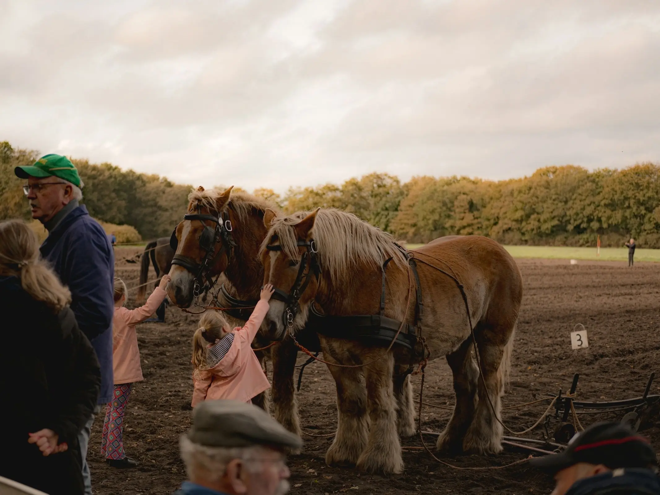 Dutch Draft Horse