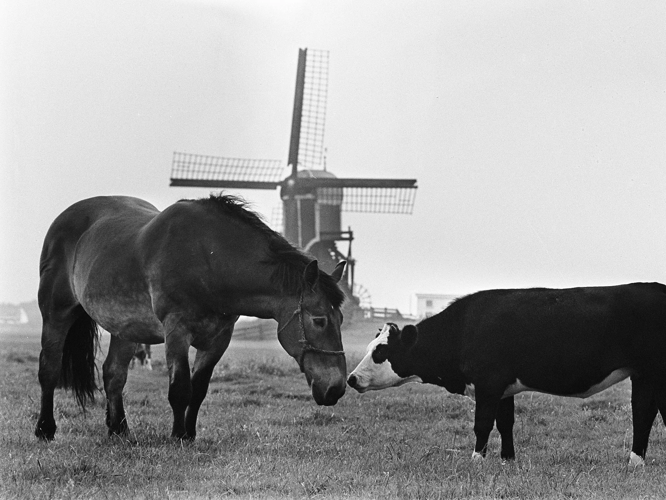 Dutch Draft Horse