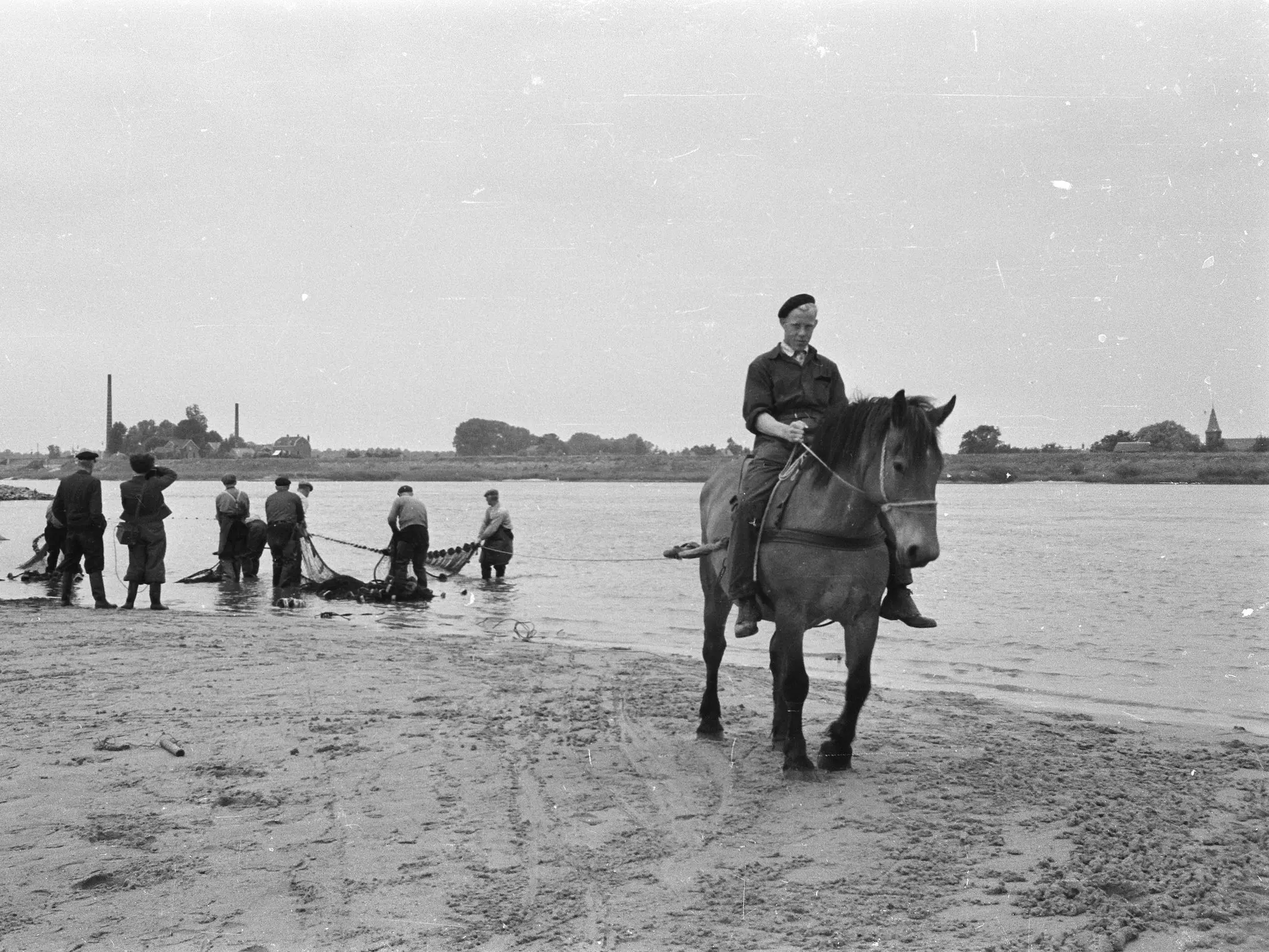 Dutch Draft Horse