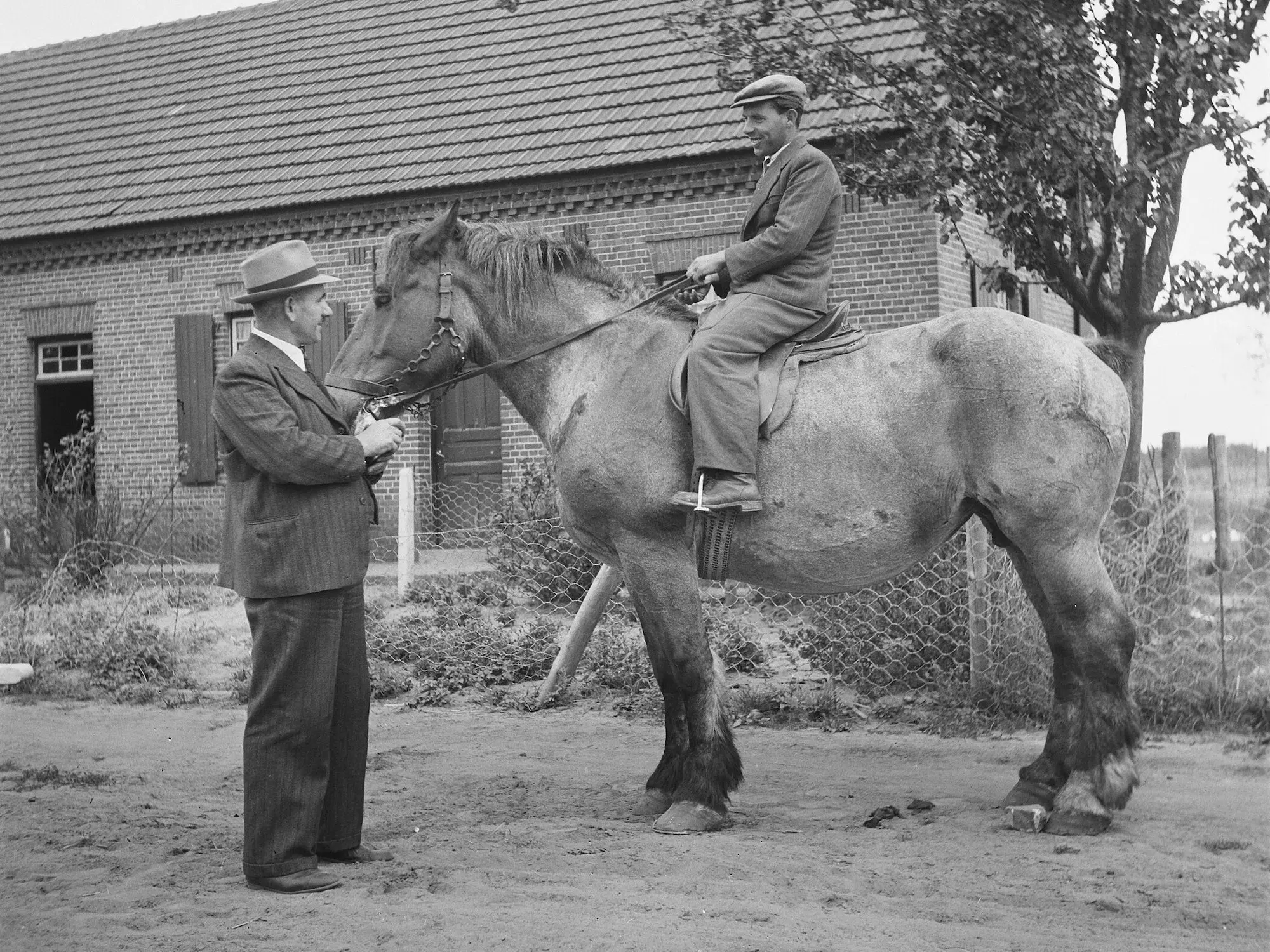 Dutch Draft Horse