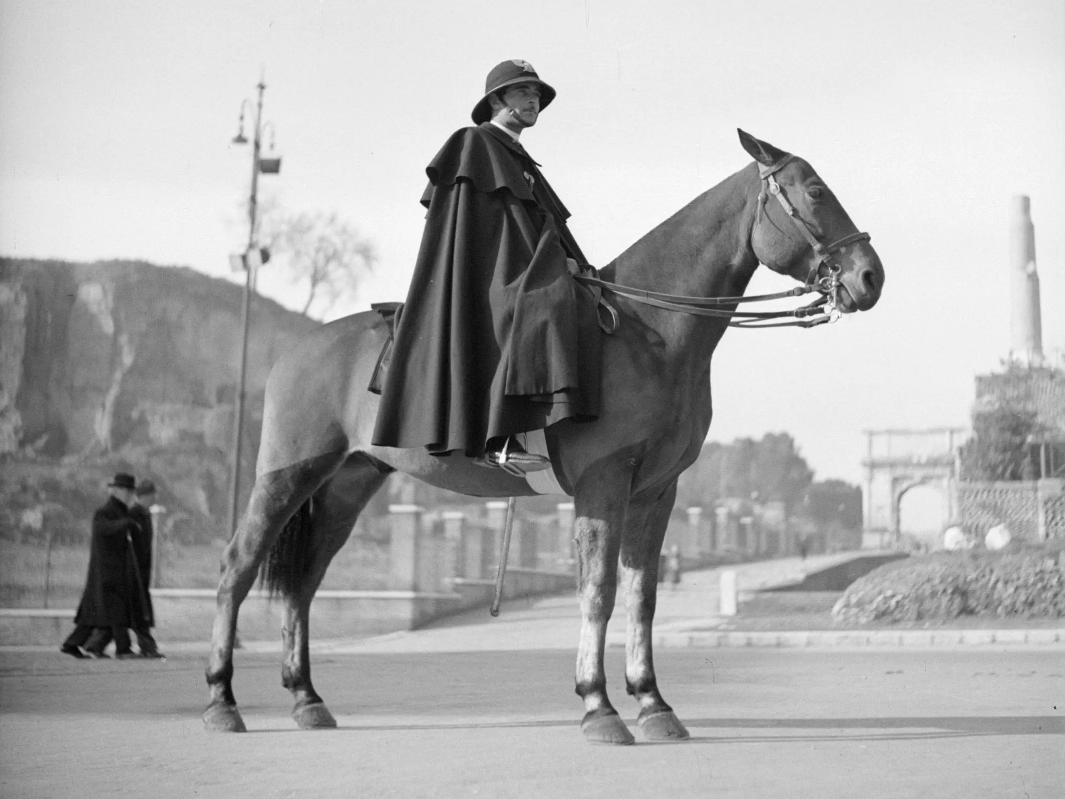 Horse with a black sock leg marking