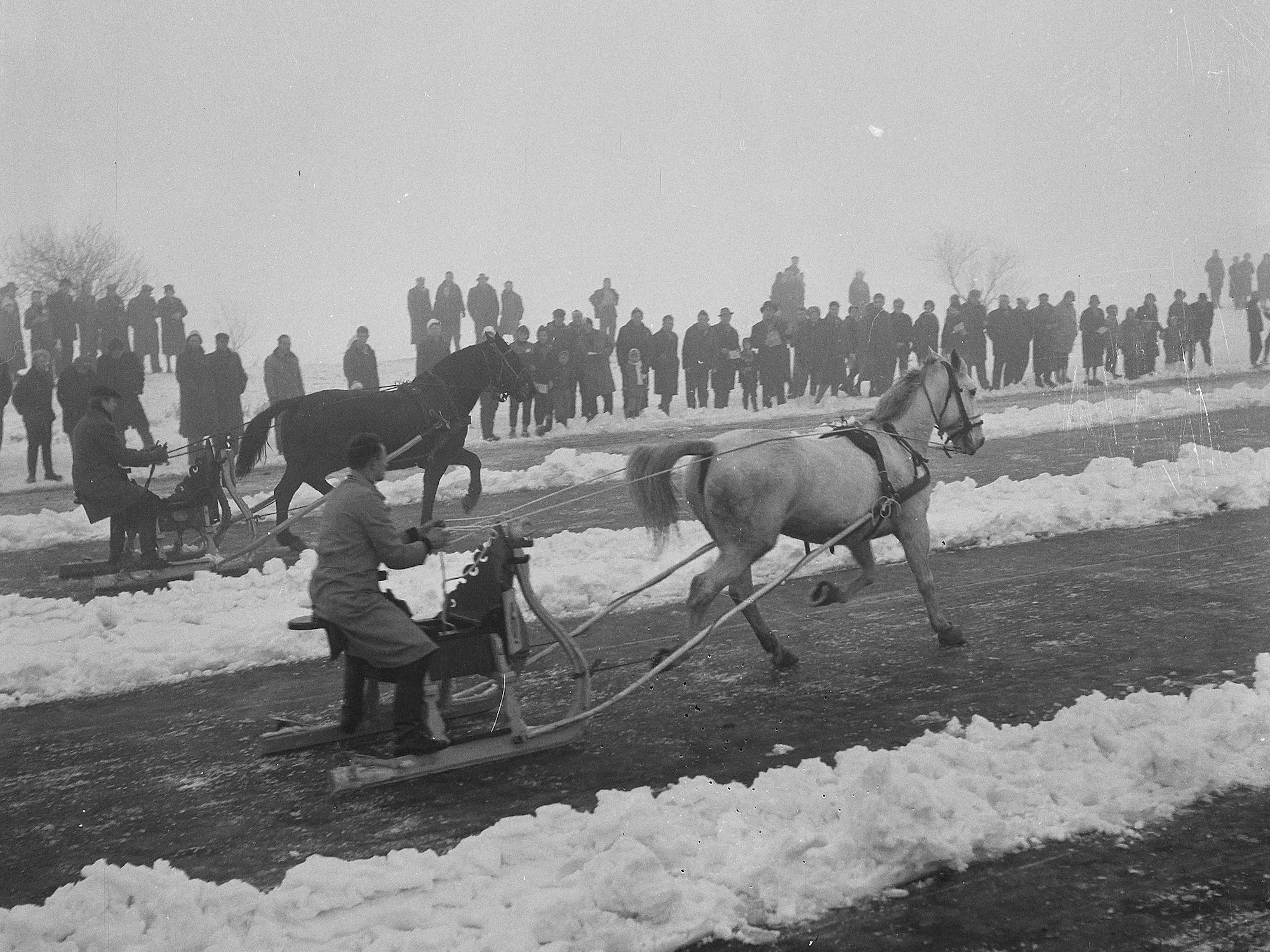 Dutch Heavy Warmblood Horse