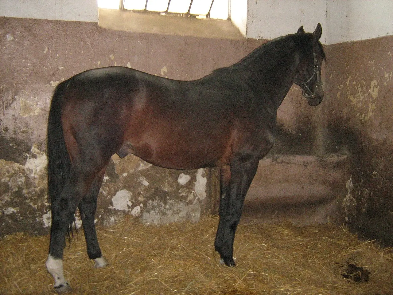 East Bulgarian Horse