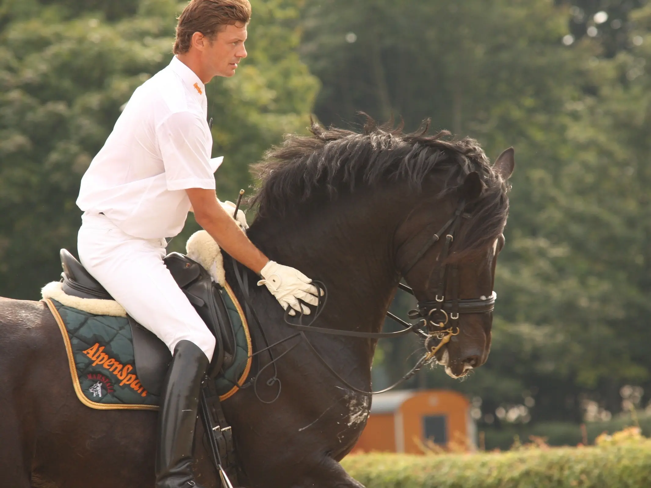 East Friesian Warmblood