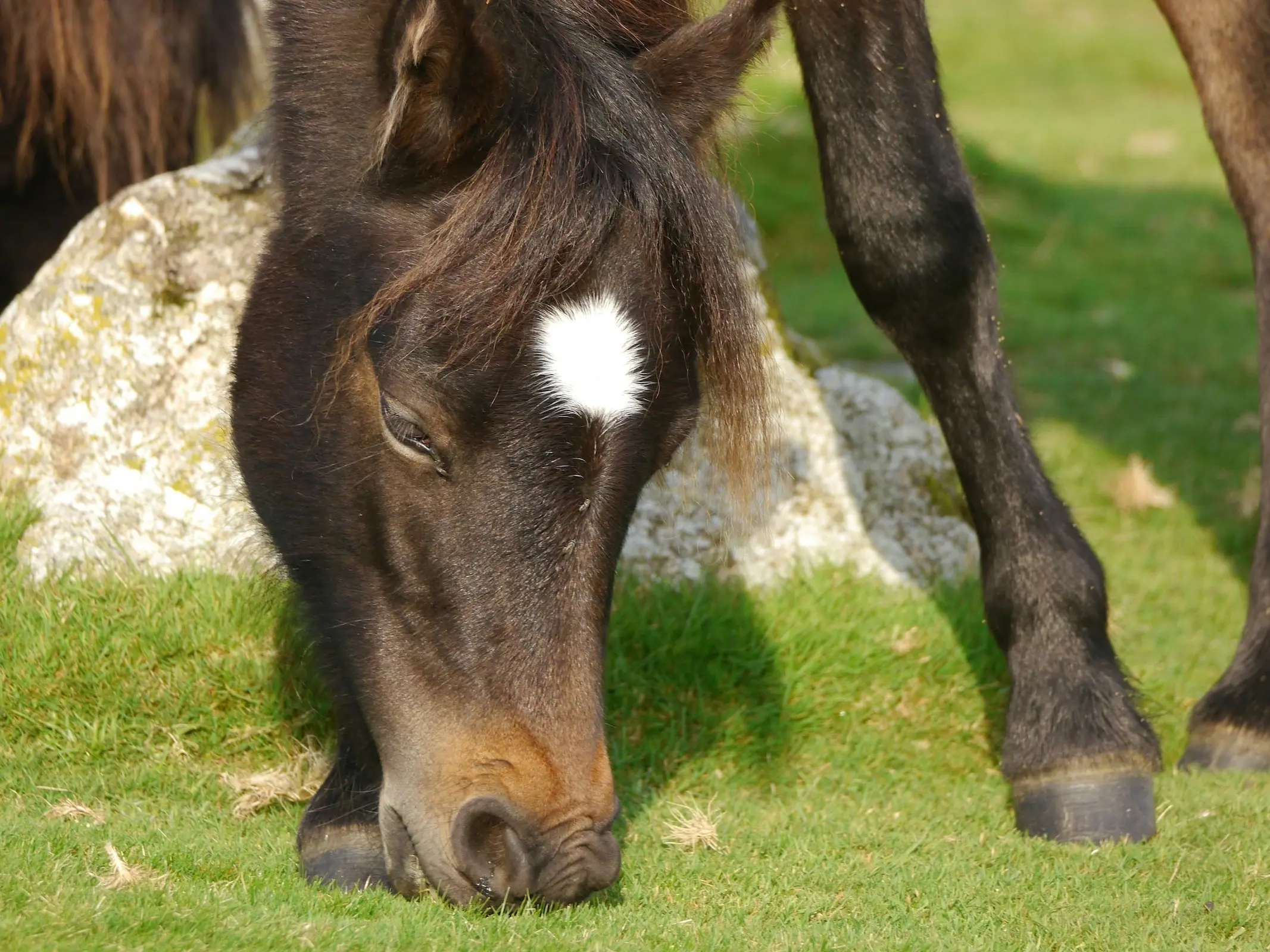 horse eating grass