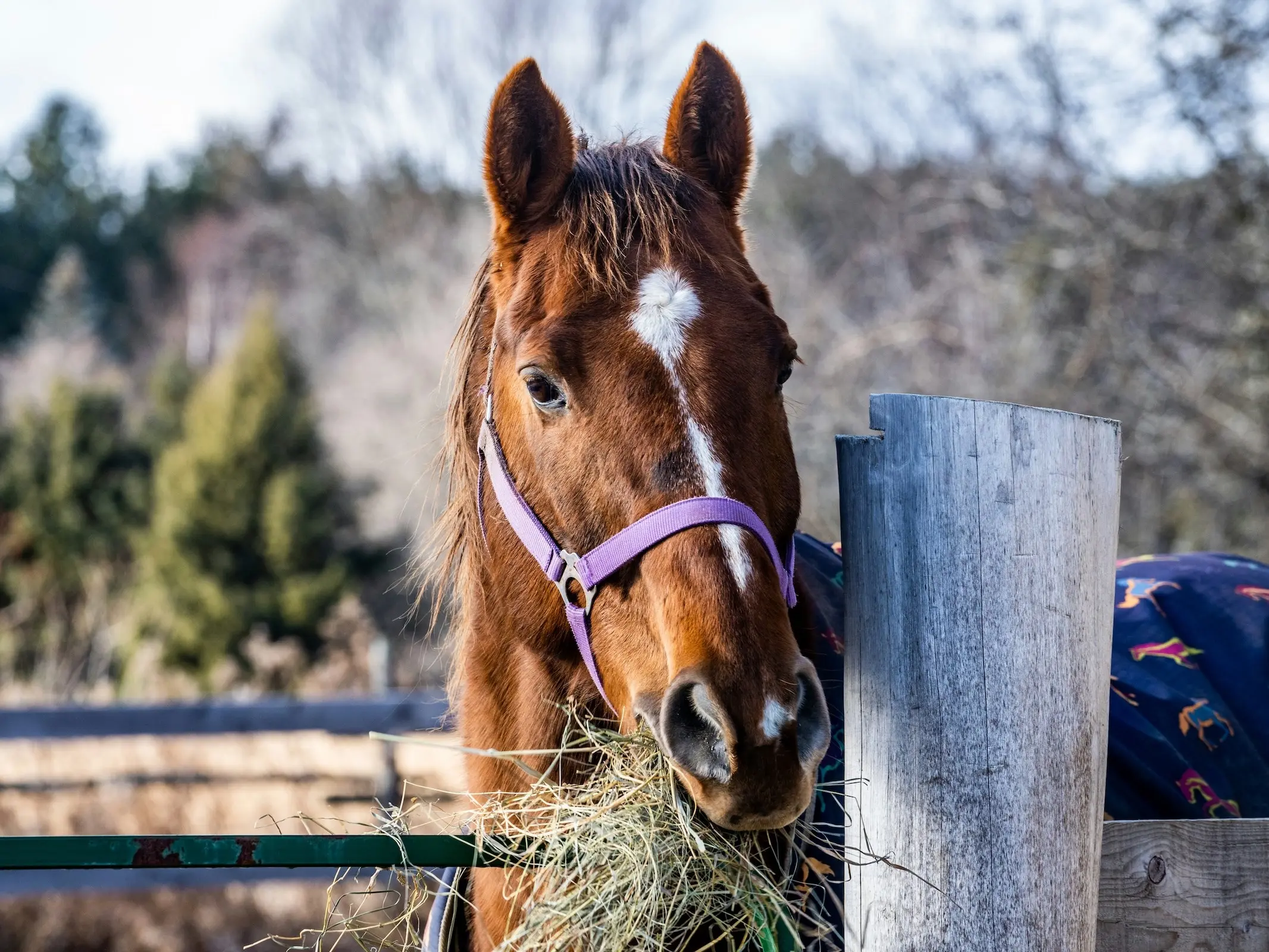 Horse Feed