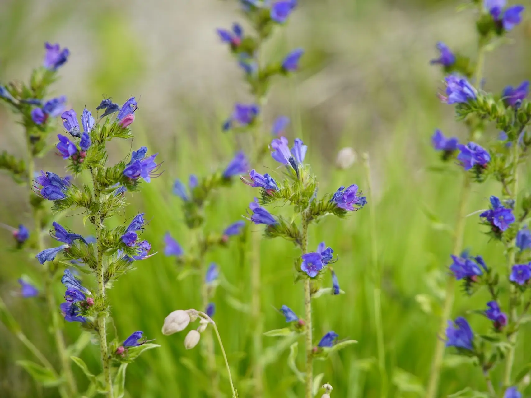 Viper's Bugloss