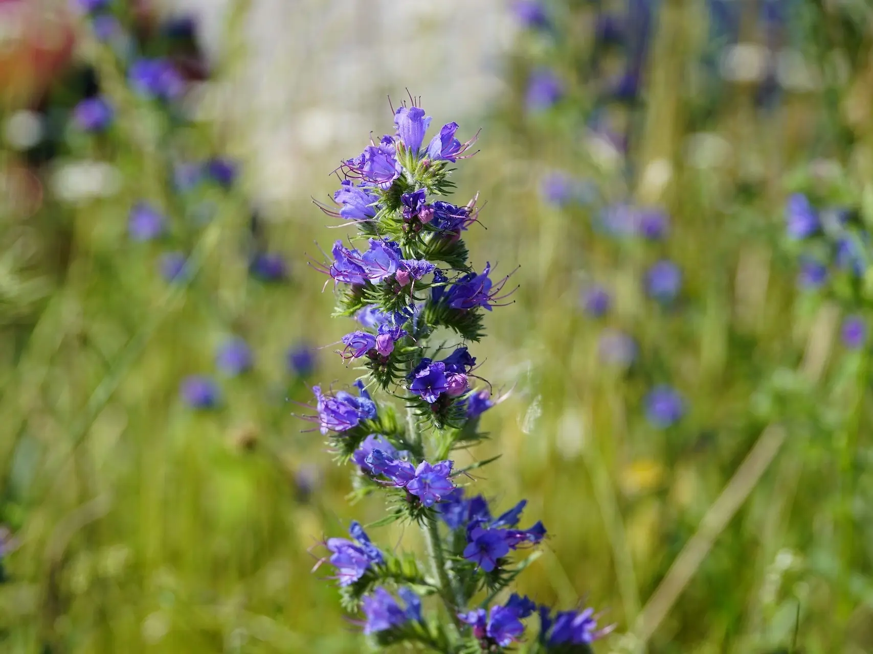 Viper's Bugloss