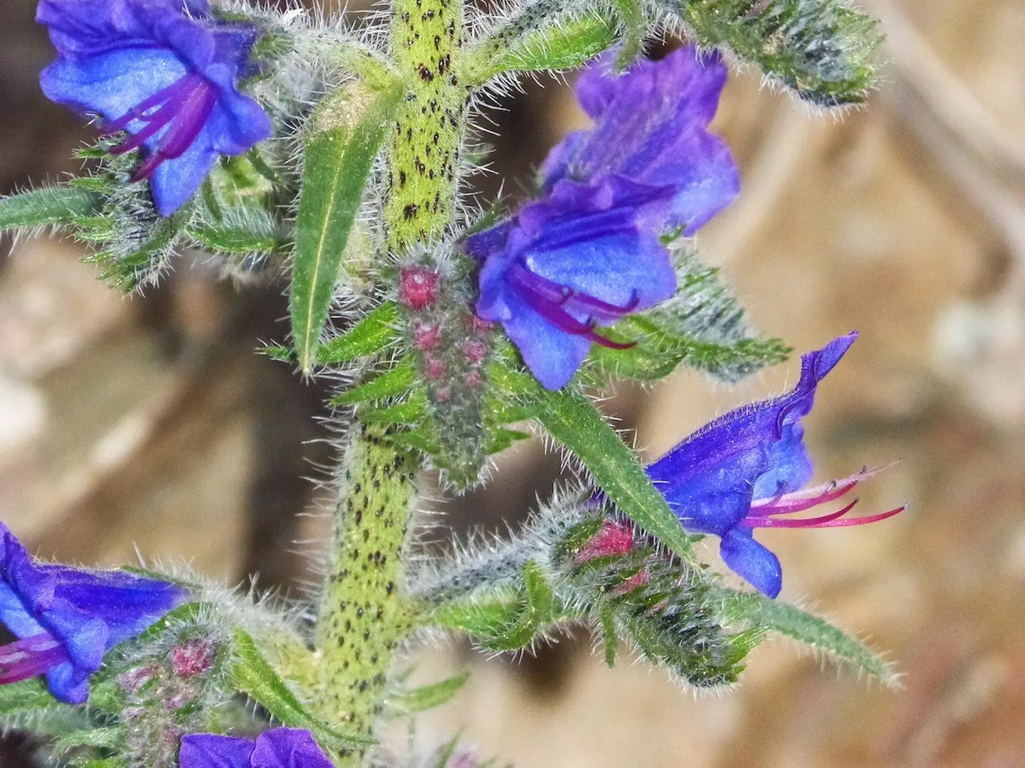 Viper's Bugloss