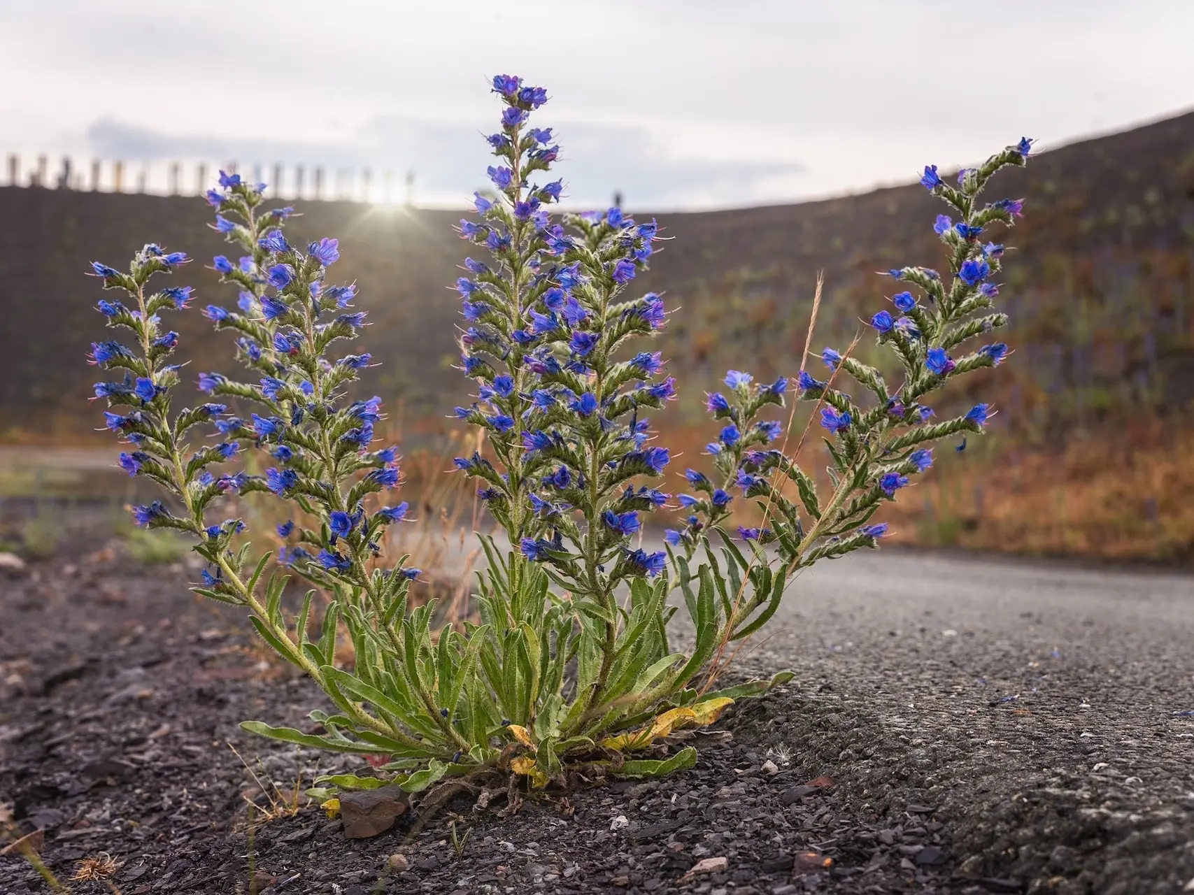 Viper's Bugloss