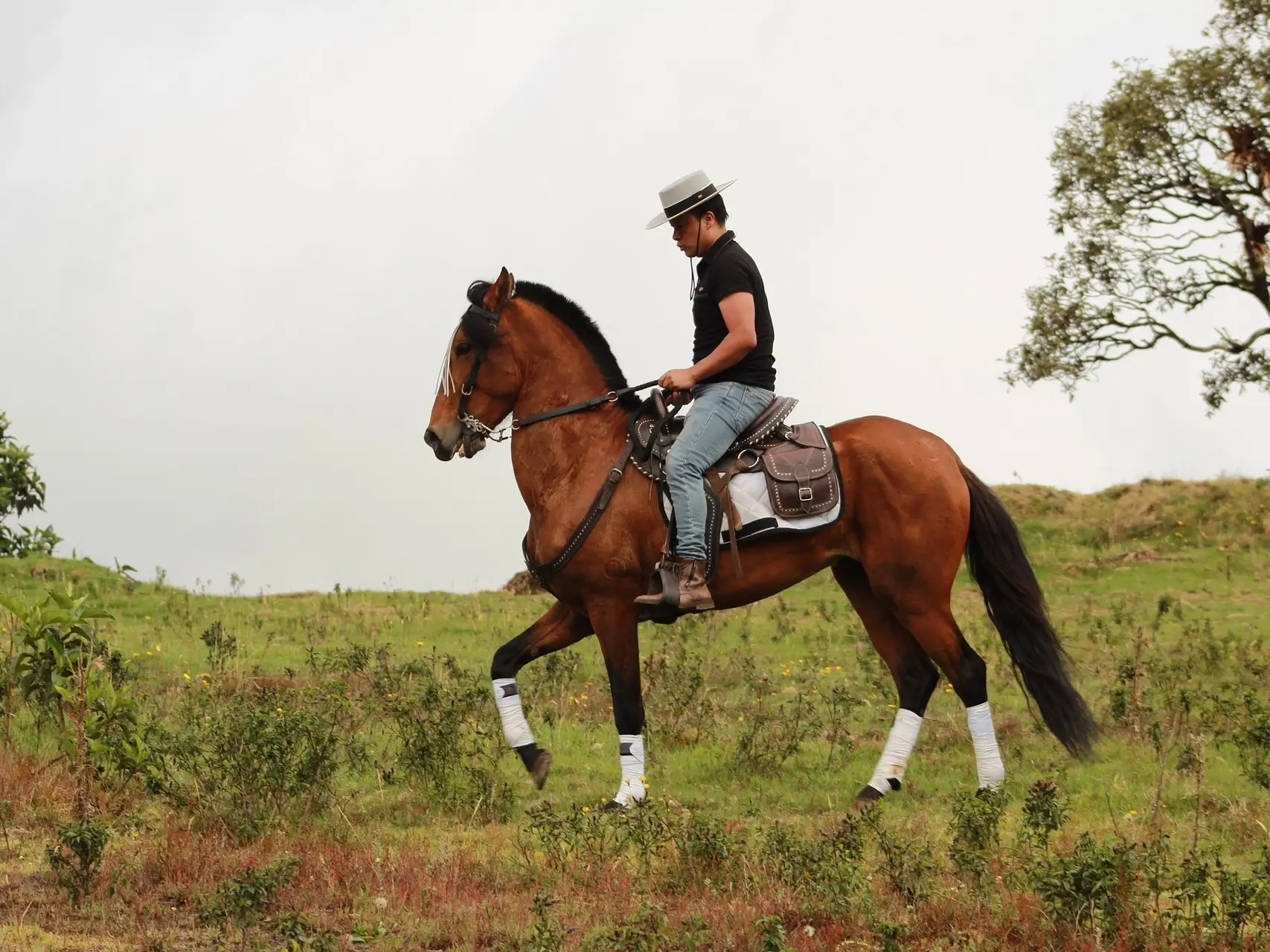 Man on a bay horse from the side