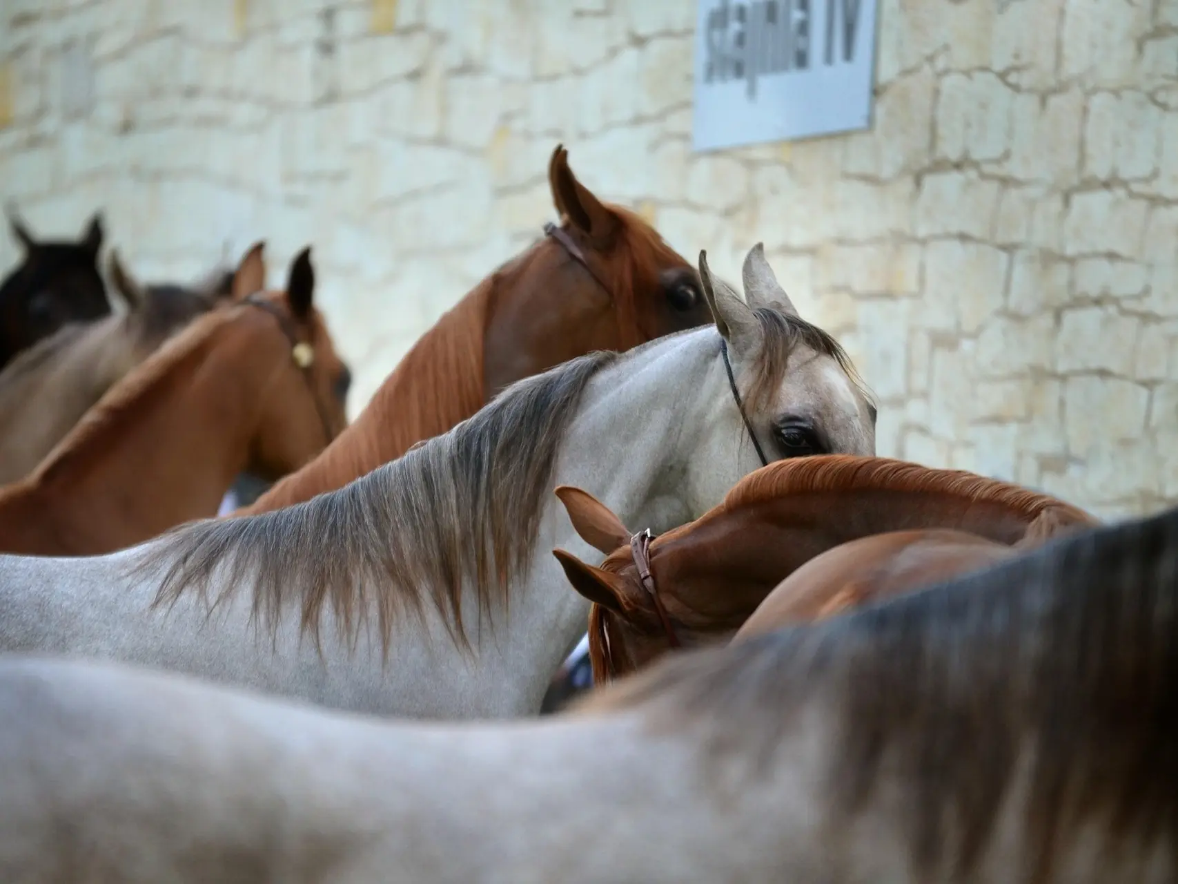 Egyptian Arabian Horse