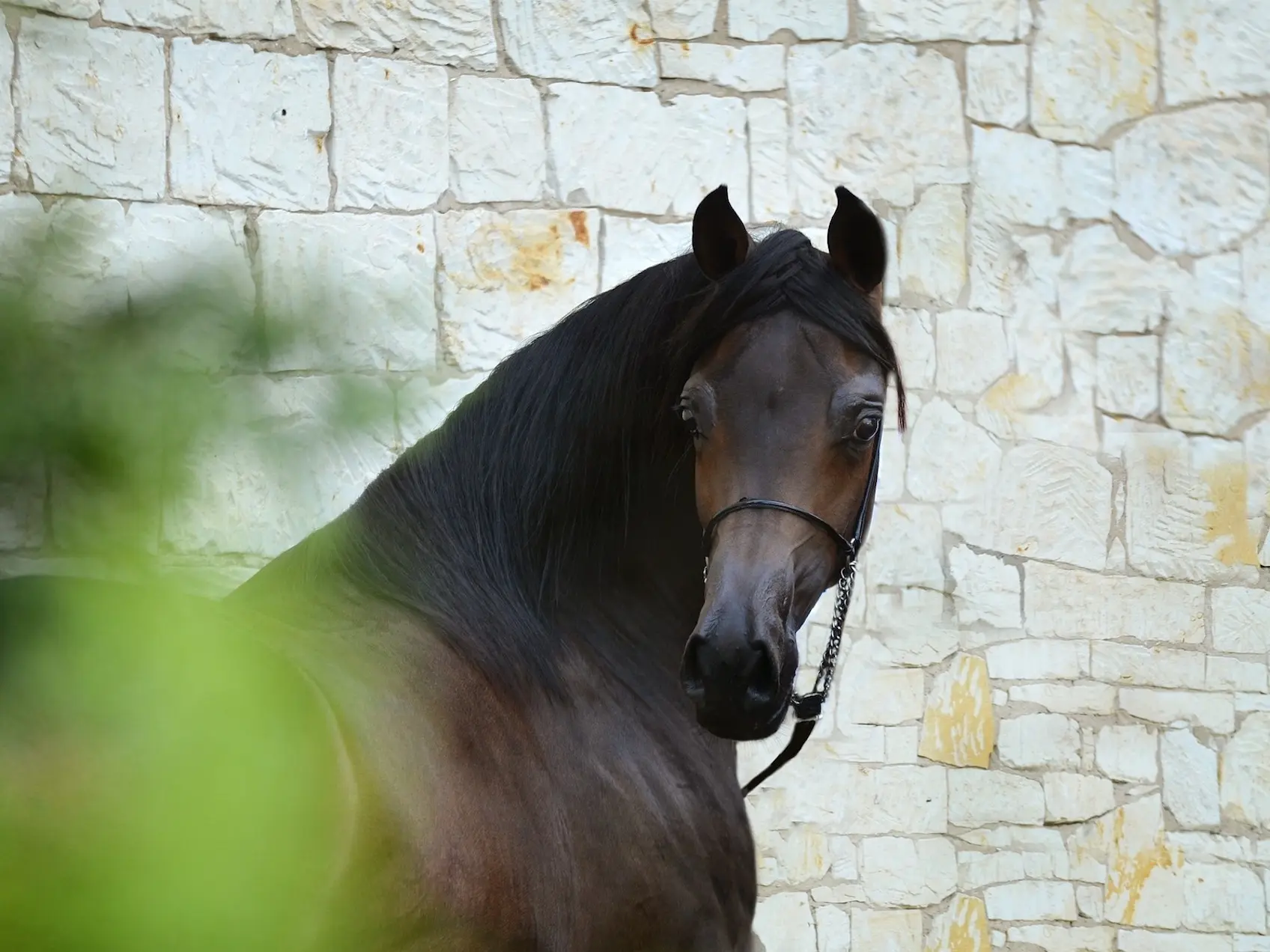 Egyptian Arabian Horse