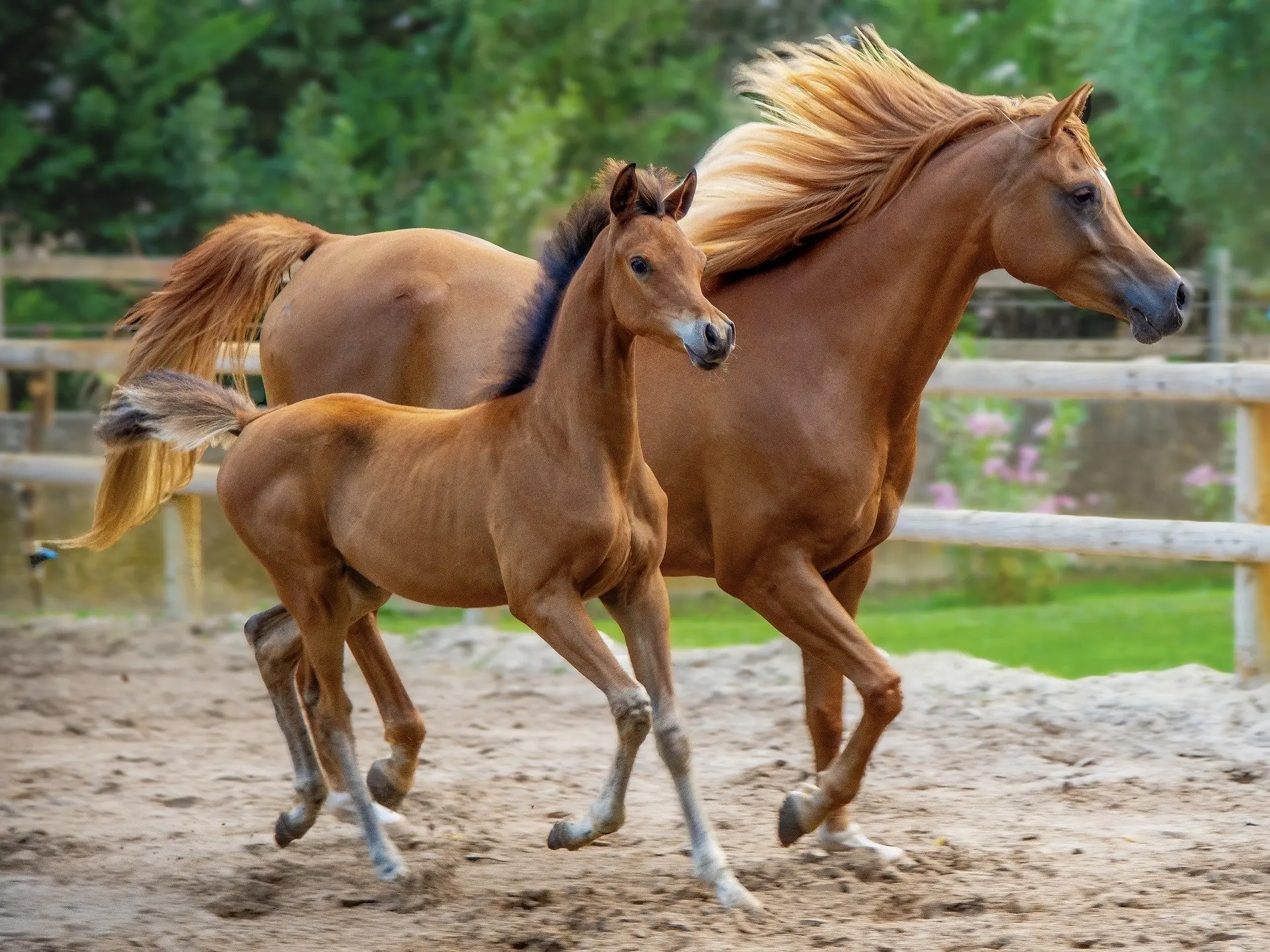 Egyptian Arabian Horse