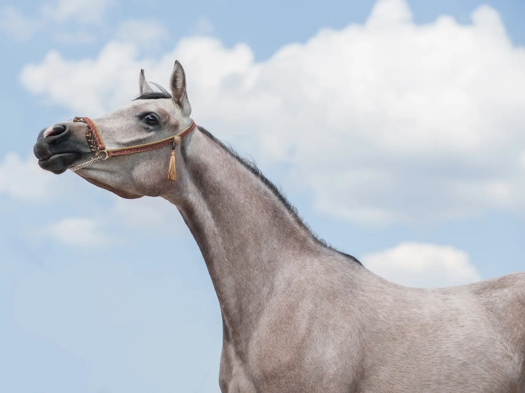 Egyptian Arabian Horse