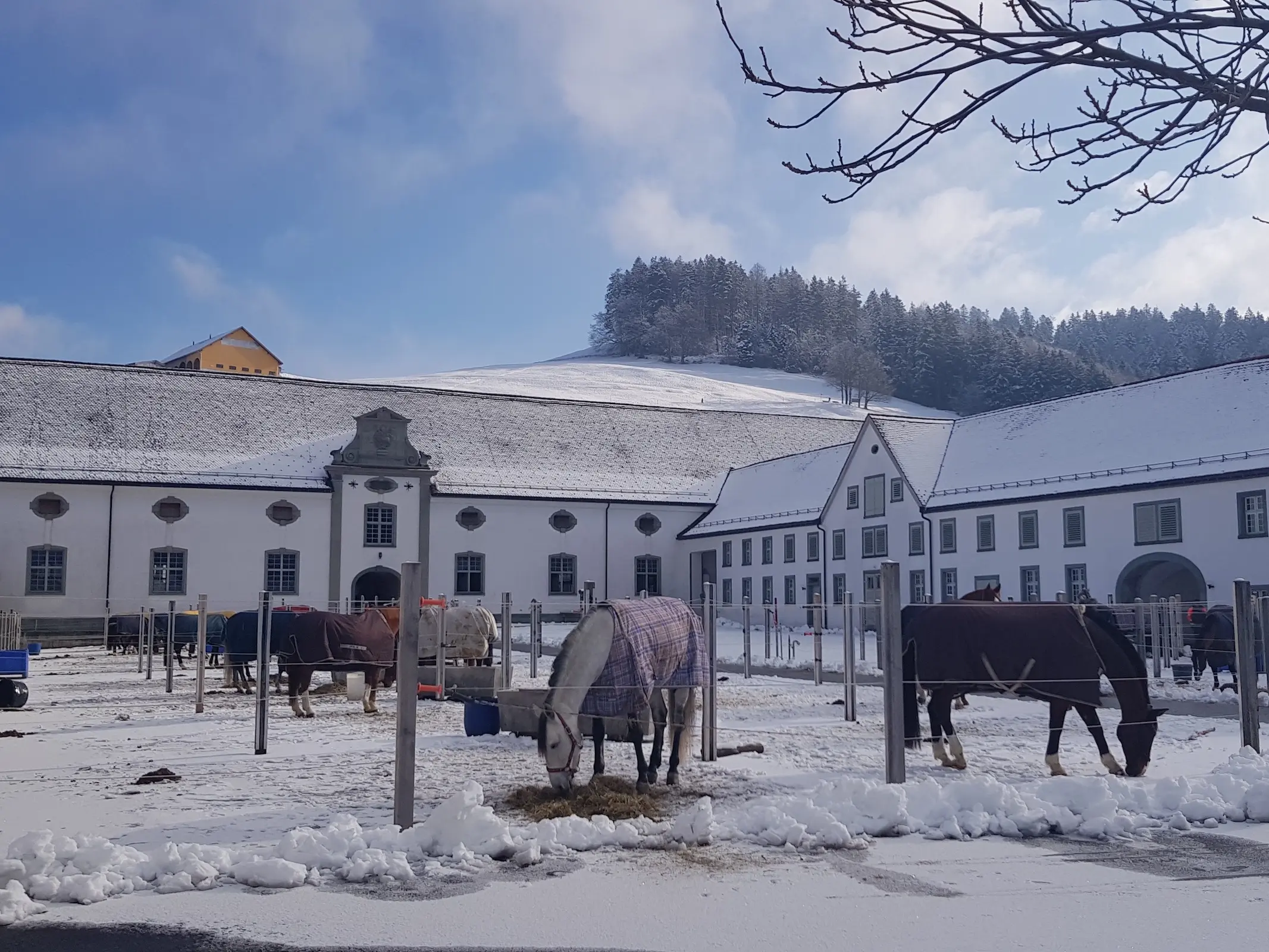 Einsiedler Horse