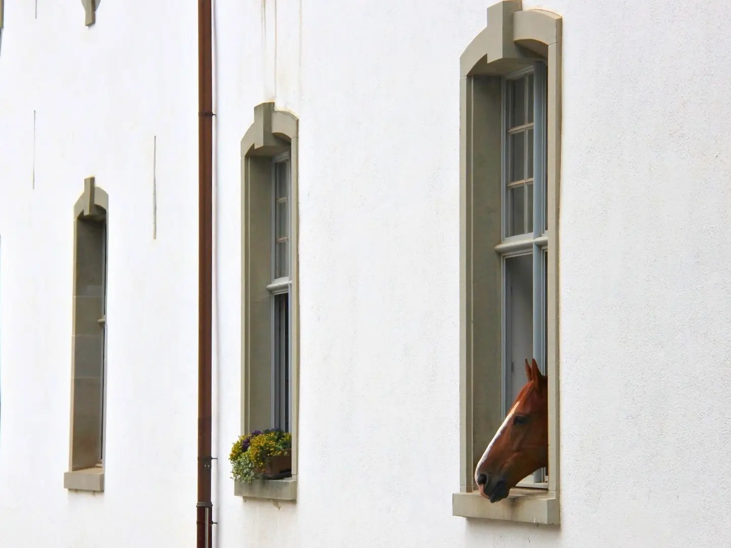 Einsiedler Horse