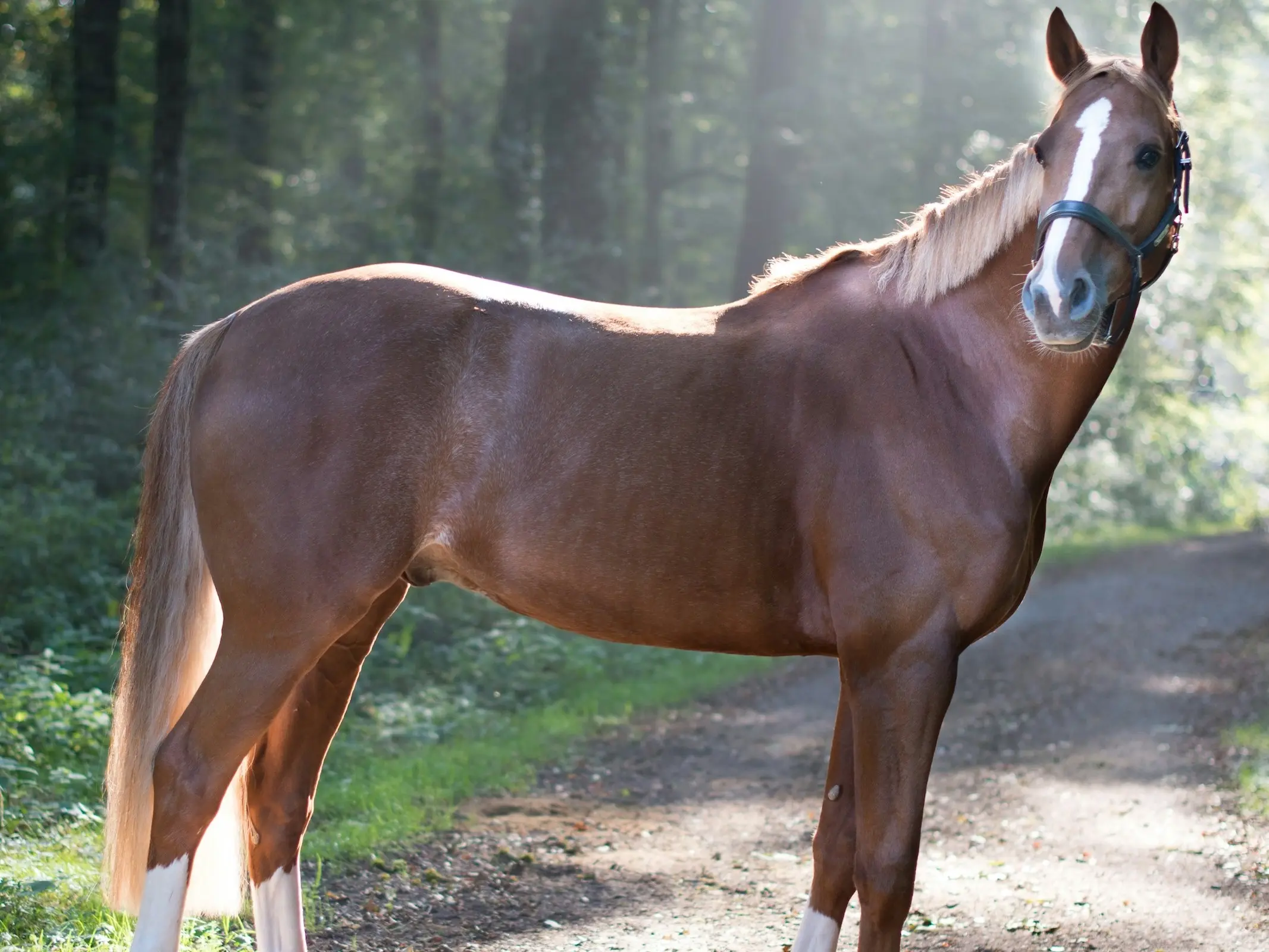 Einsiedler Horse