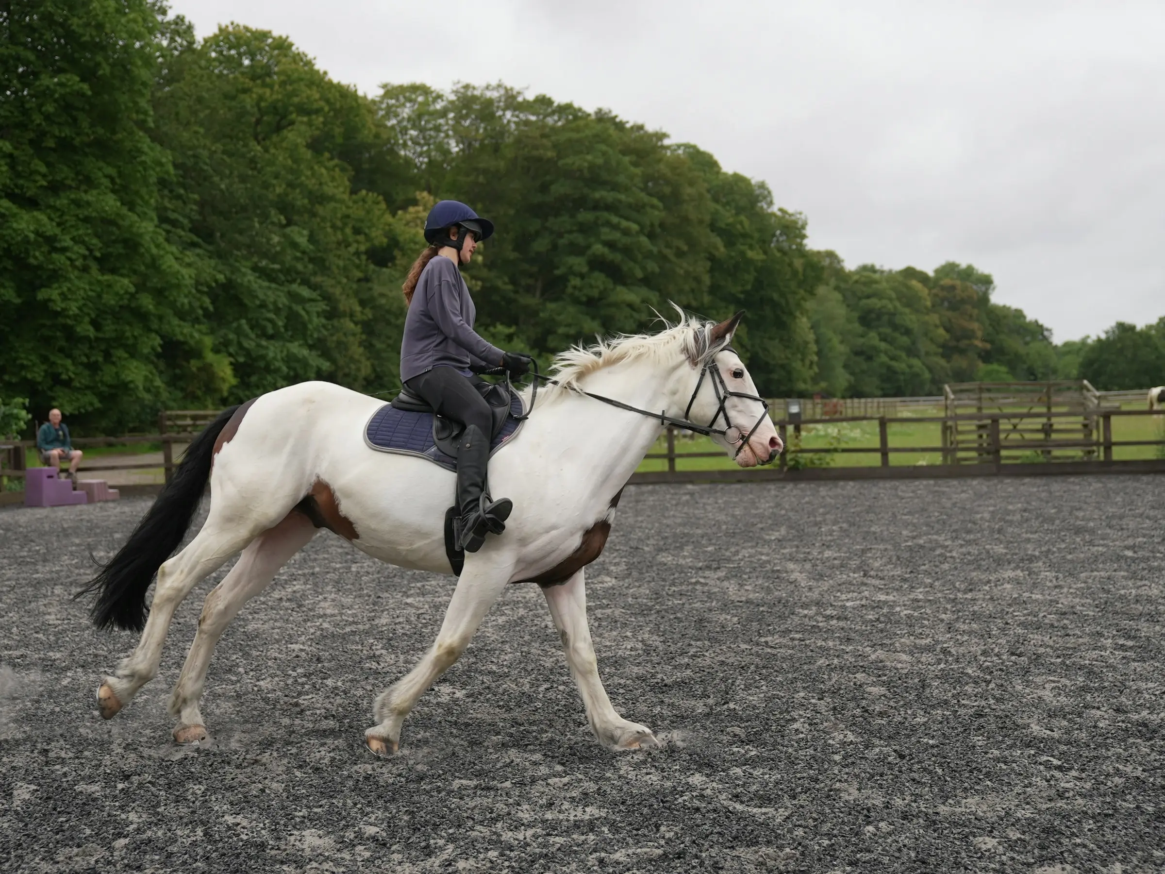 English Thoroughbred Horse