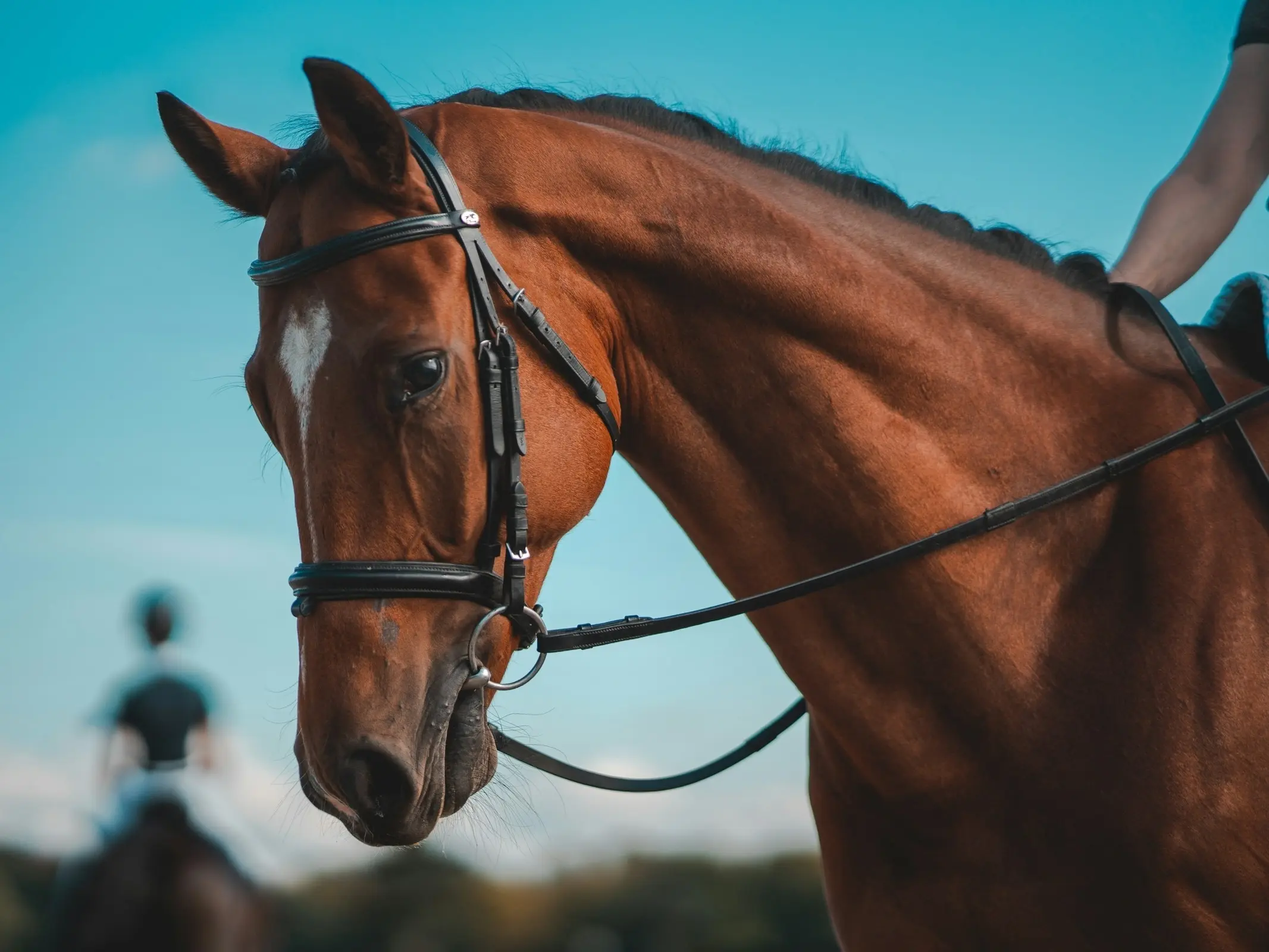 Horse jumping a fence
