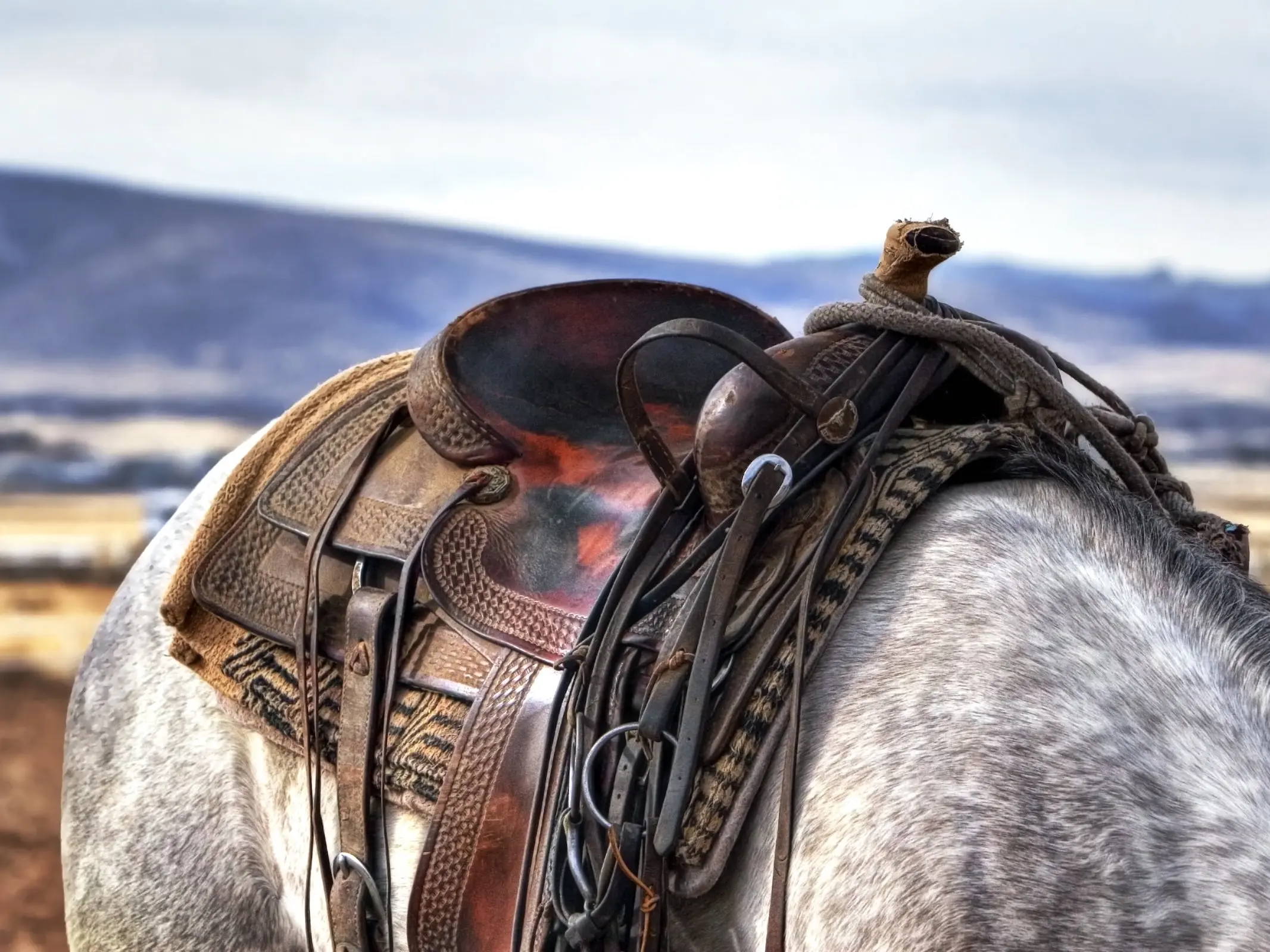 Close up of a horse with saddle