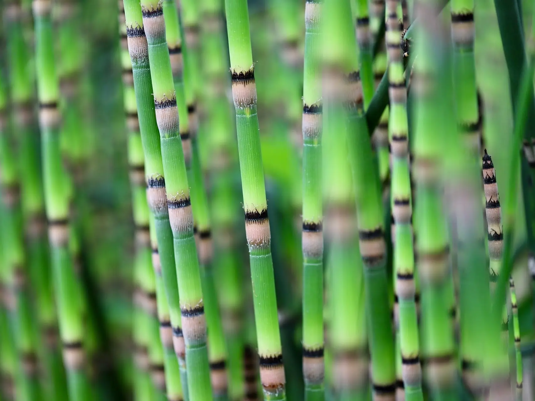 Field Horsetail