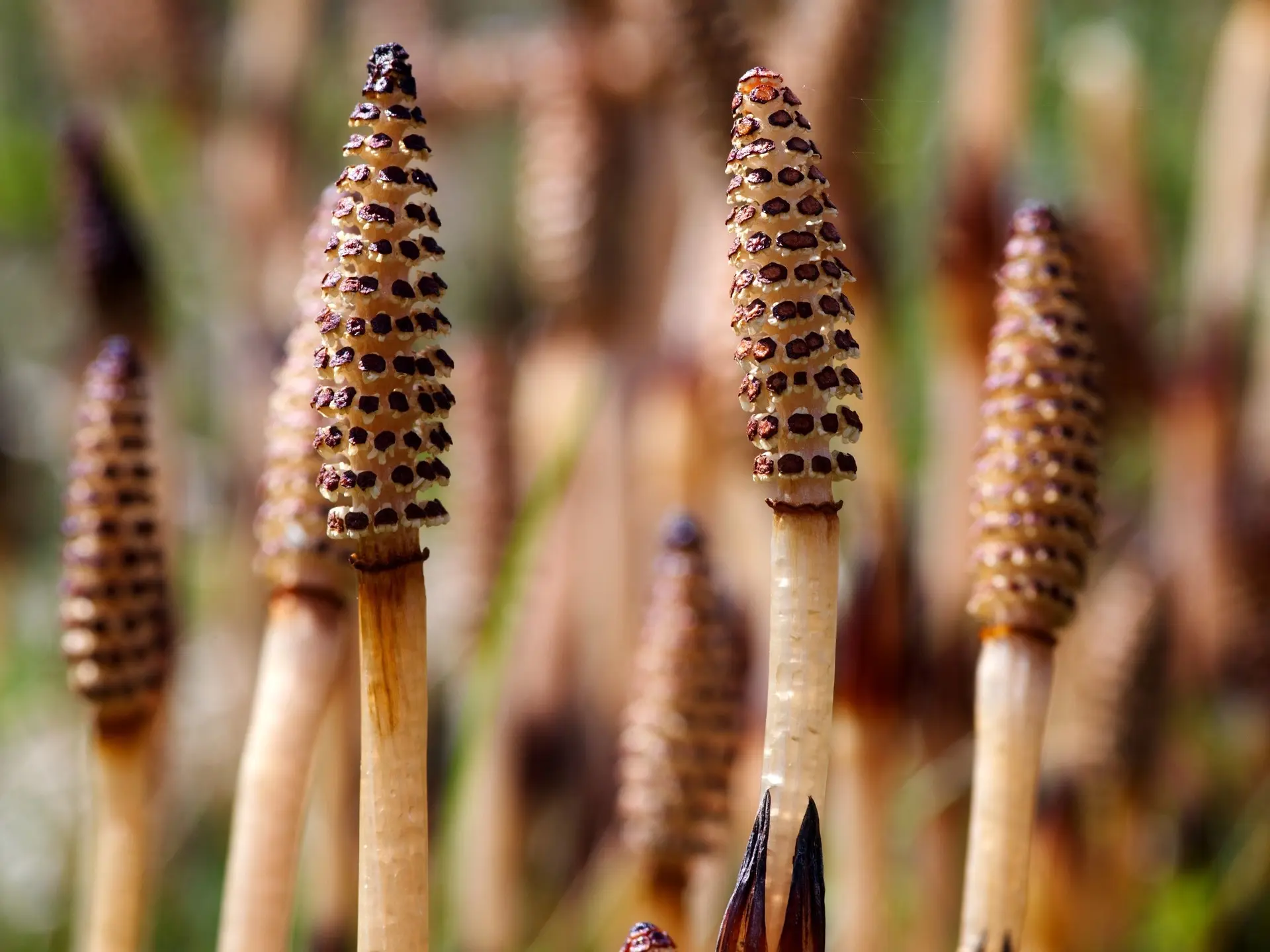 Field Horsetail