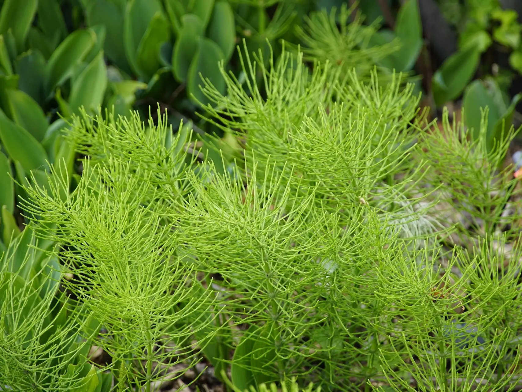 Field Horsetail