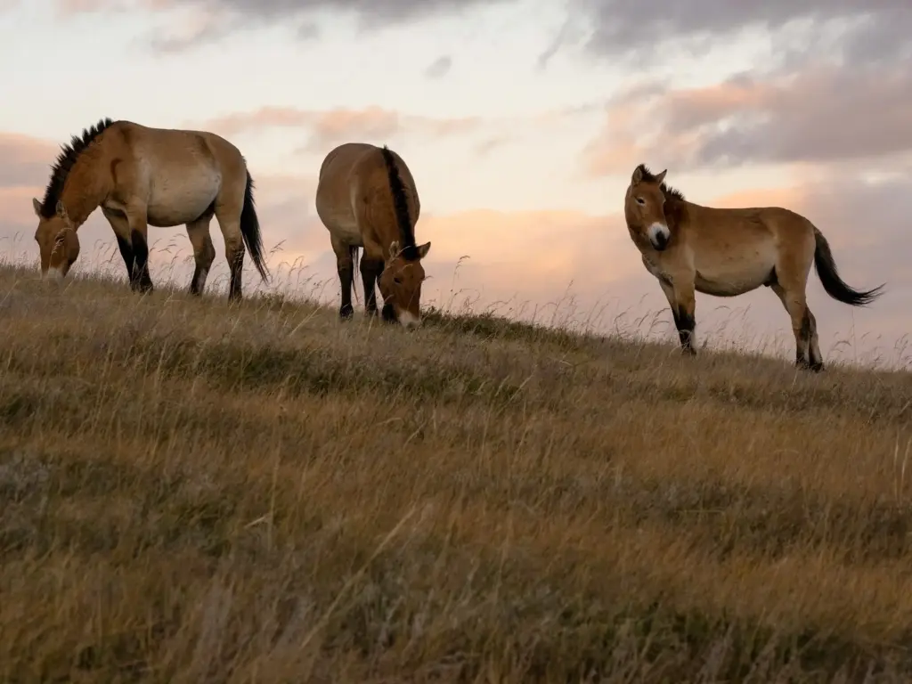 Przewalski's horses on a hill